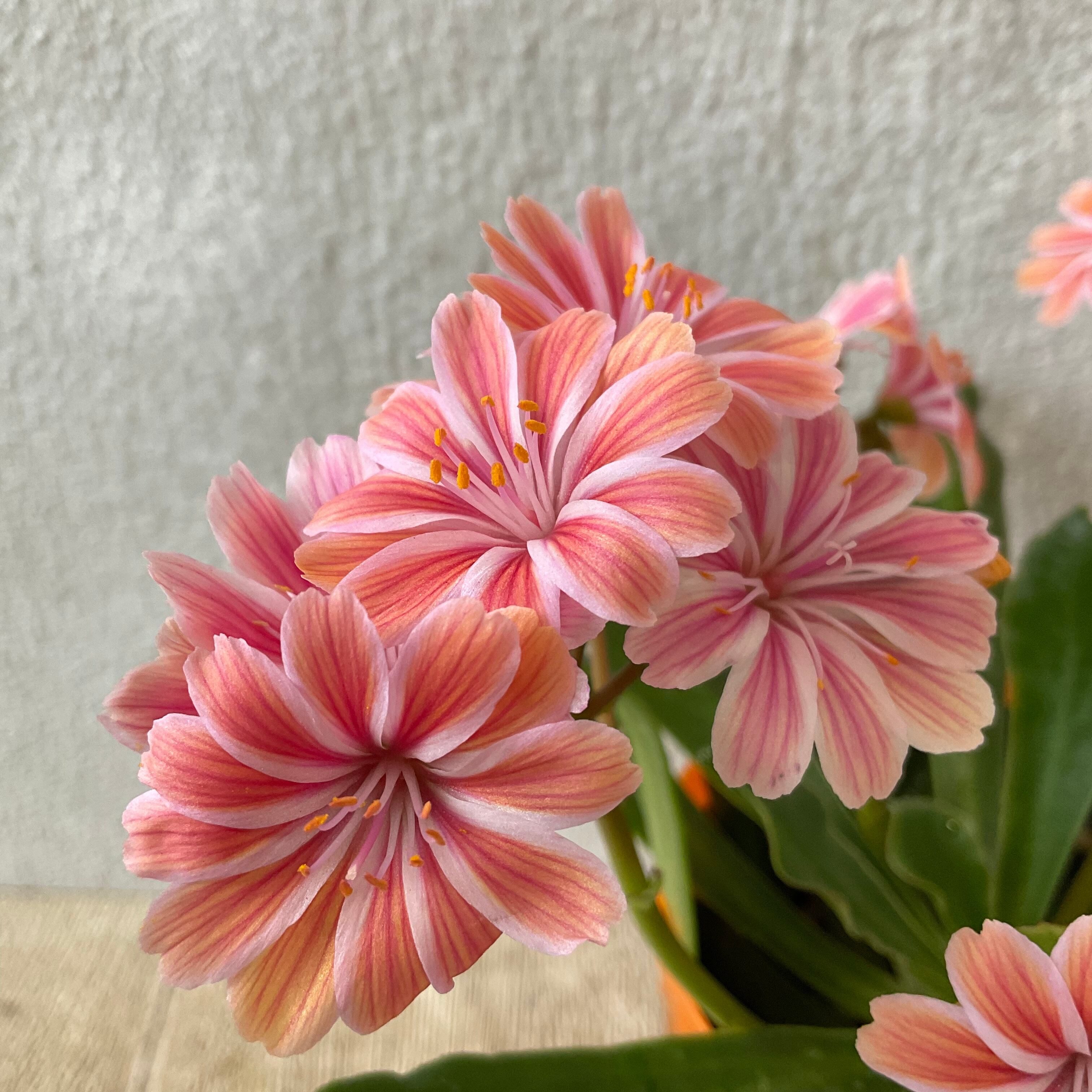 レウィシア エリーゼ 橋本種苗園