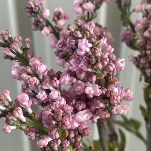 1点限定【季節限定のお宝商品　即出荷】　10本でお得！　国産ライラック八重咲き