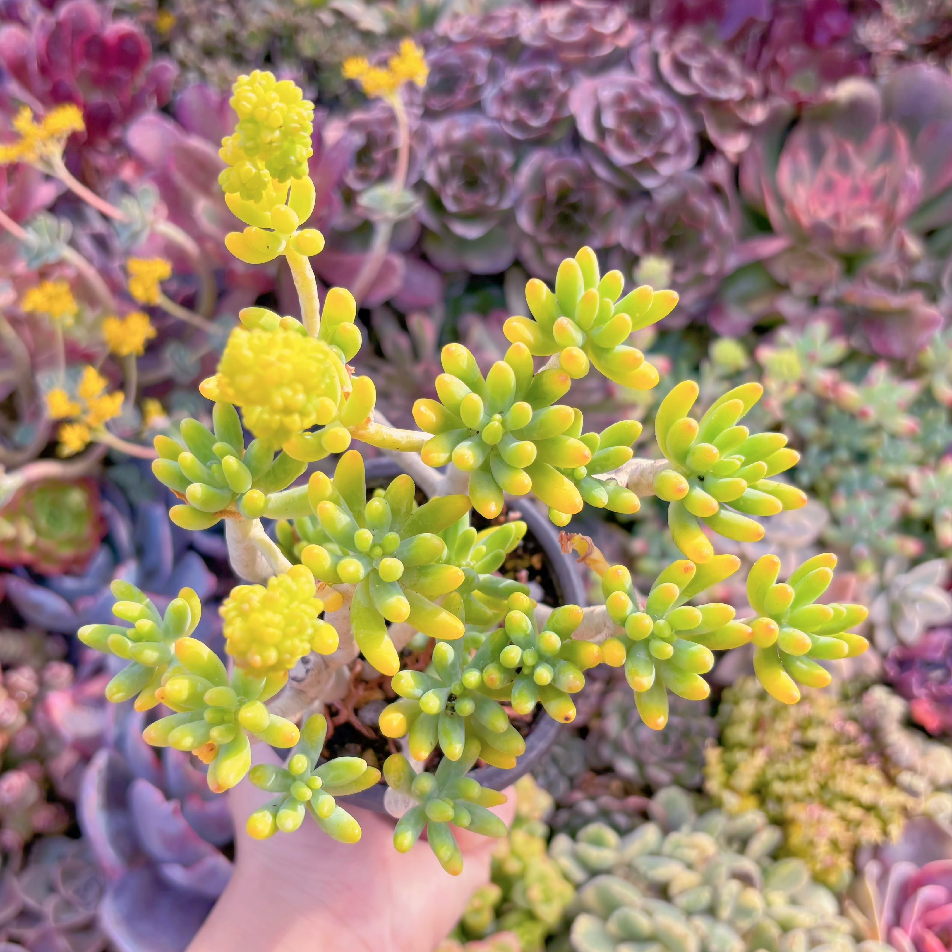 現品　八千代#A023　るる農園