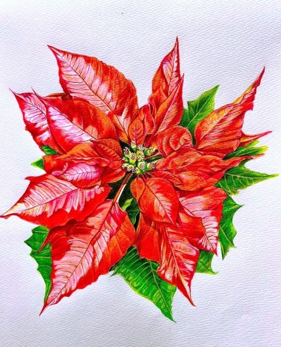 21.ポインセチア (Poinsettia) 色鉛筆画原画作品（1点もの） | Pay ID