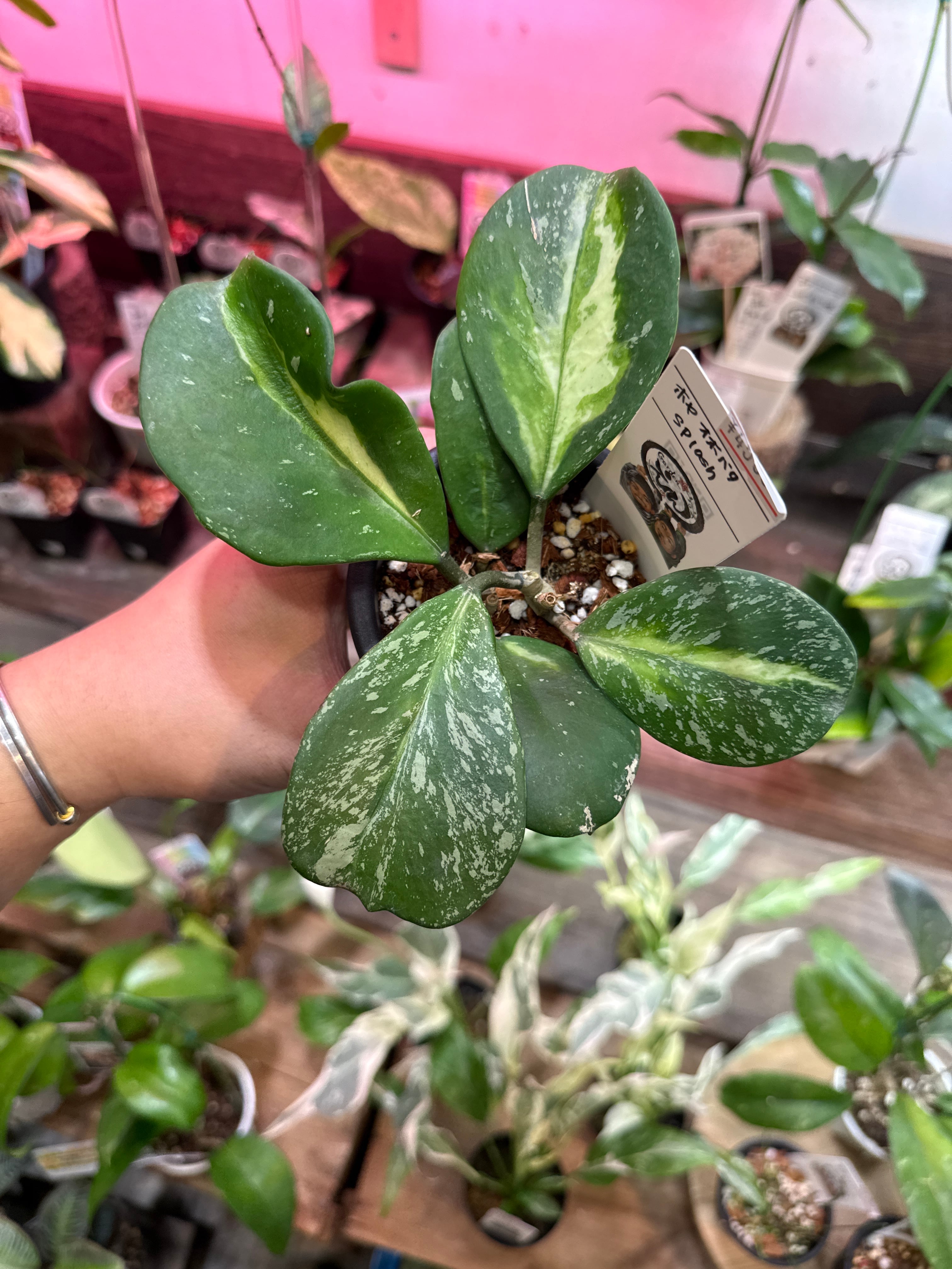 ホヤ オボバタ スプラッシュ | Gardenえん 【観葉熱帯植物】