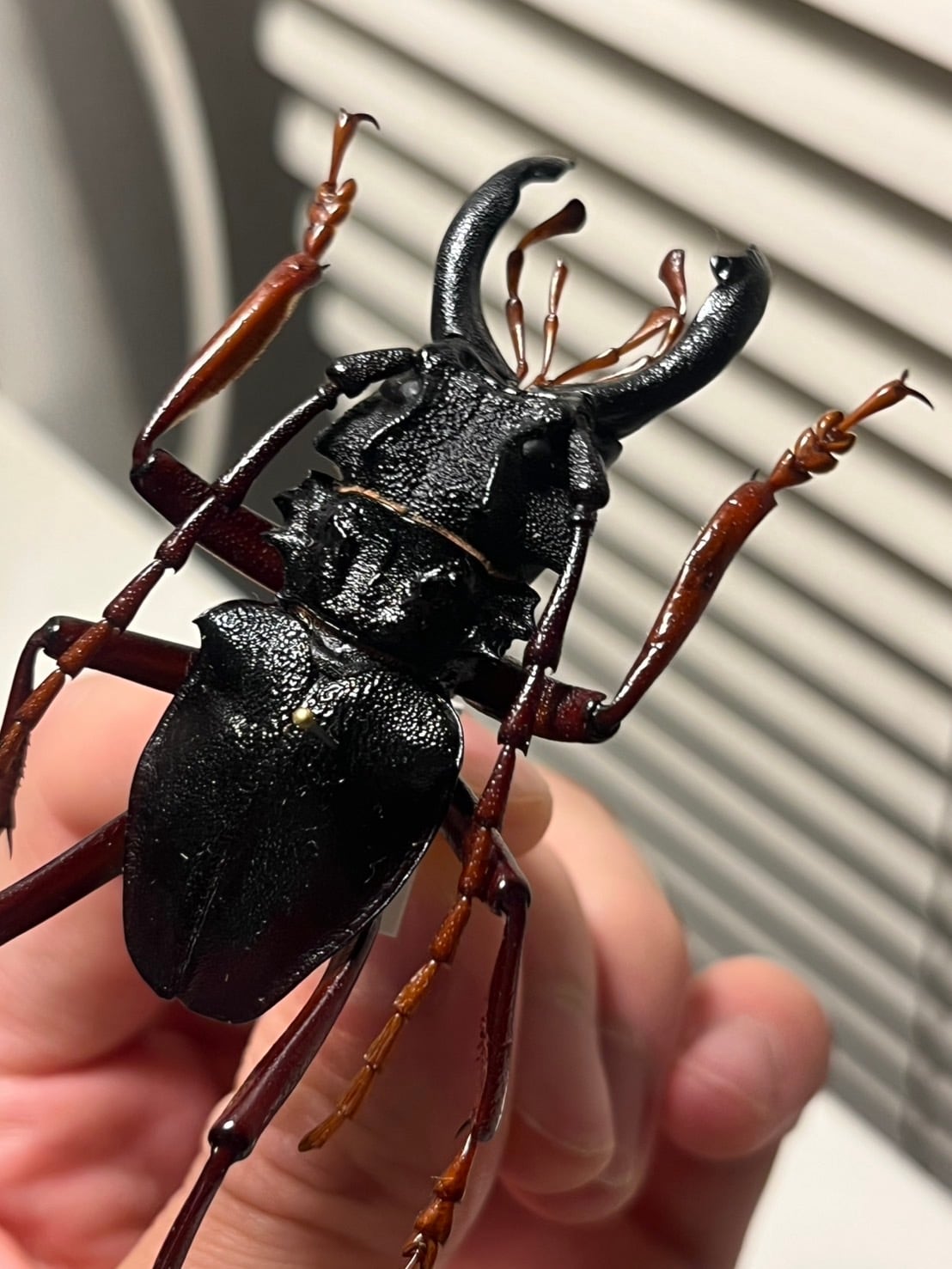 9】♂79mm国産オオクワガタ能勢YG血統 単品 大阪府能勢町産 | Pay ID