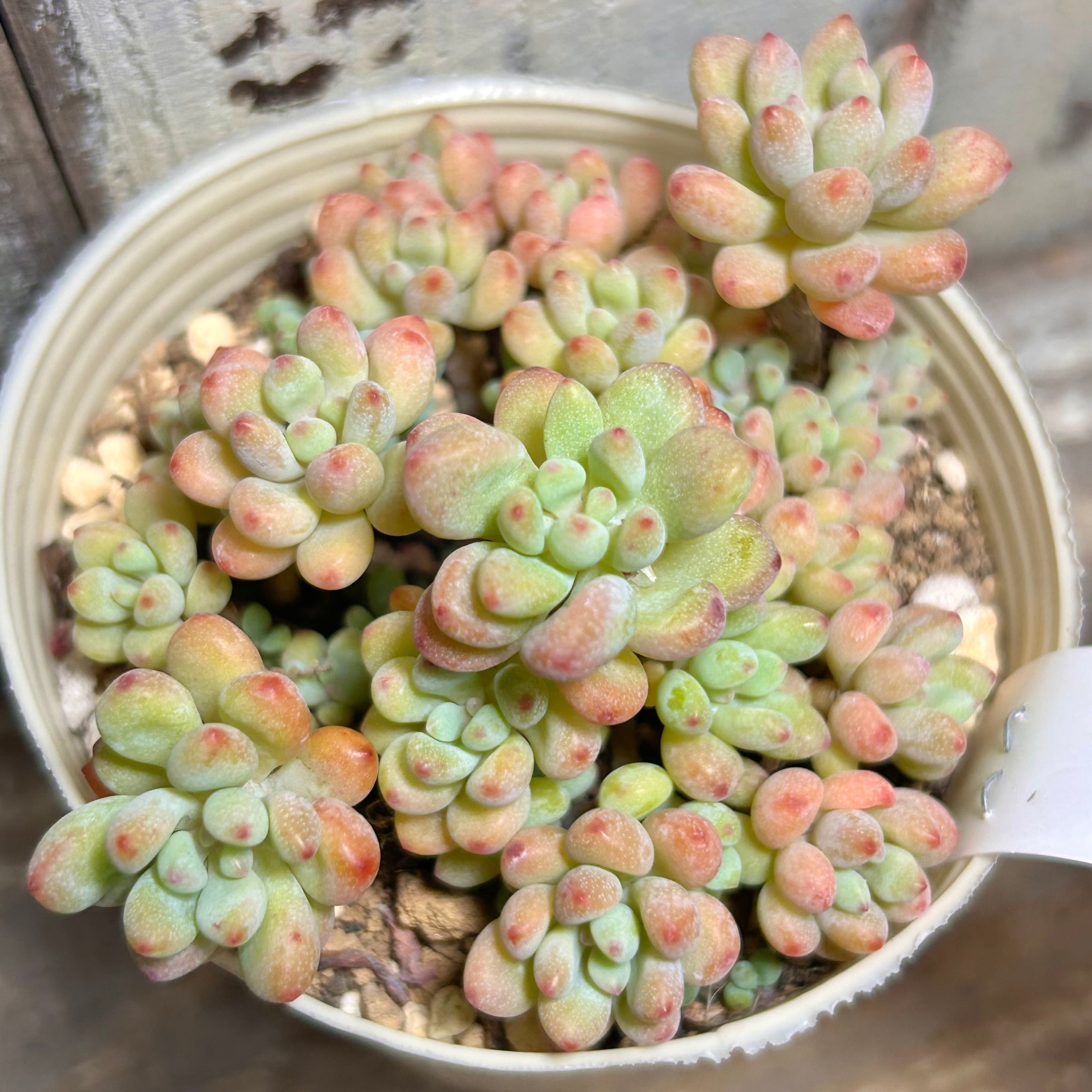 アイススピリット | RuPo 多肉植物専門店