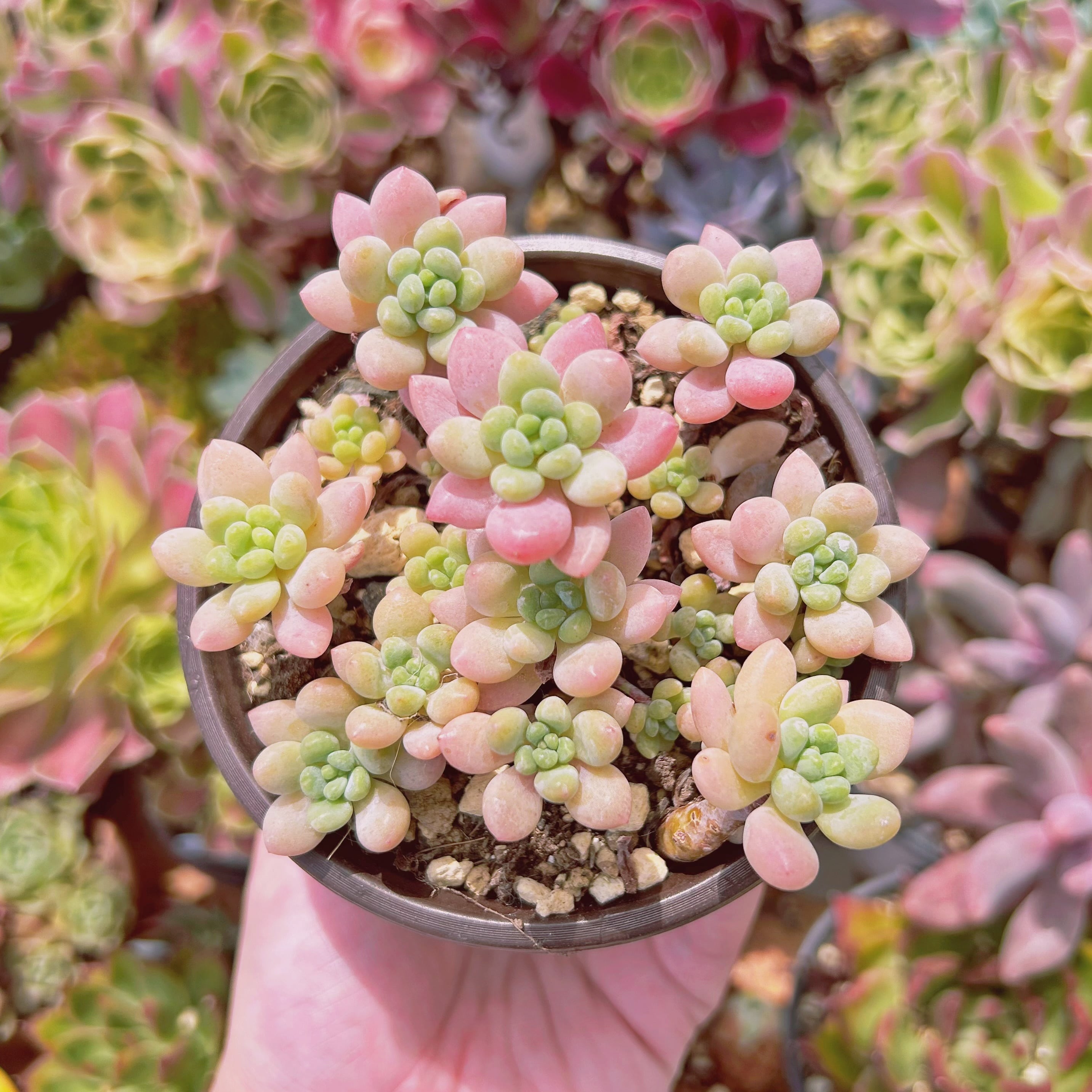 #246現物　多肉植物　ストロベリーミルク　抜き苗