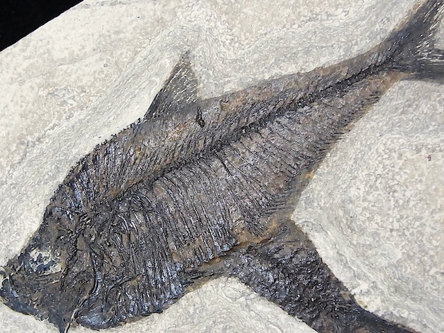 【 化石 】魚化石 ダブル 巨大ディプロミスタス Diplomystus & ナイティア Knightia グリーンリバー ワイオミング州