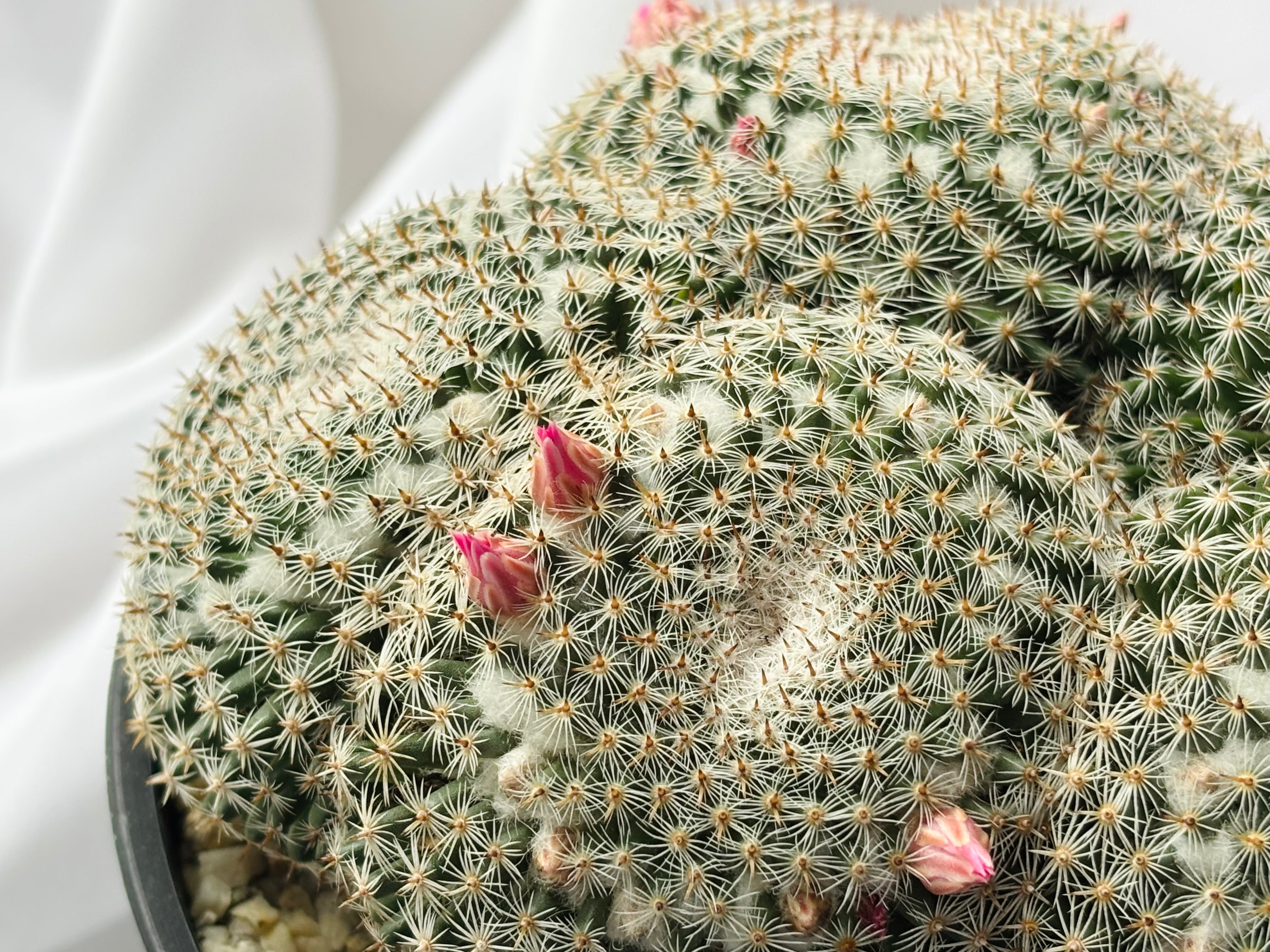Mammillaria perbella マミラリア 大福丸 サボテン | plants MARU