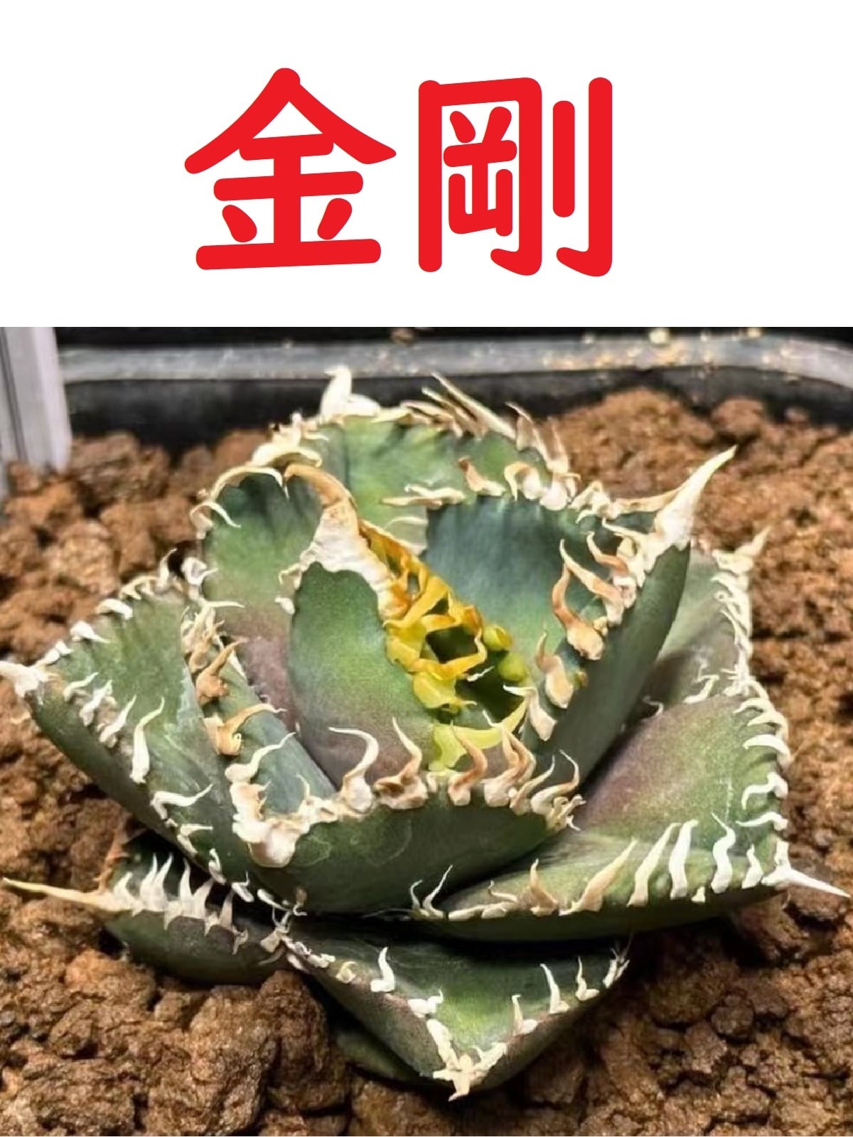 アガベチタノタ金剛親株