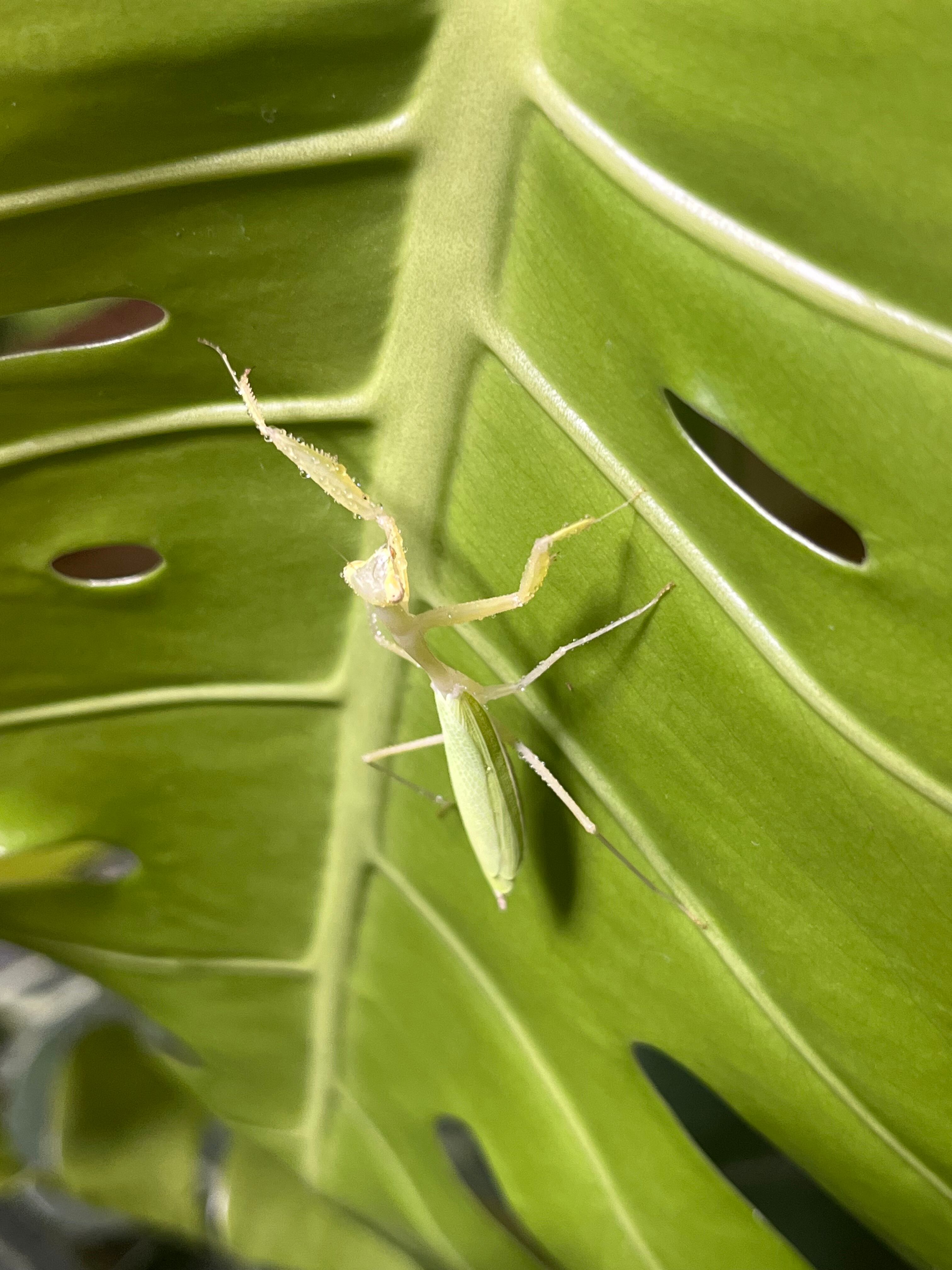 ♀成体】エジプシャンピグミーマンティスムカデセンチピード