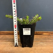 【クリアランスセール対象商品】ユーフォルビア カリサナ【298】【再撮影】【◇】