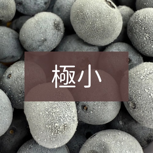 加工用　冷凍ブルーベリー500ｇ　極小　農薬不使用 画像