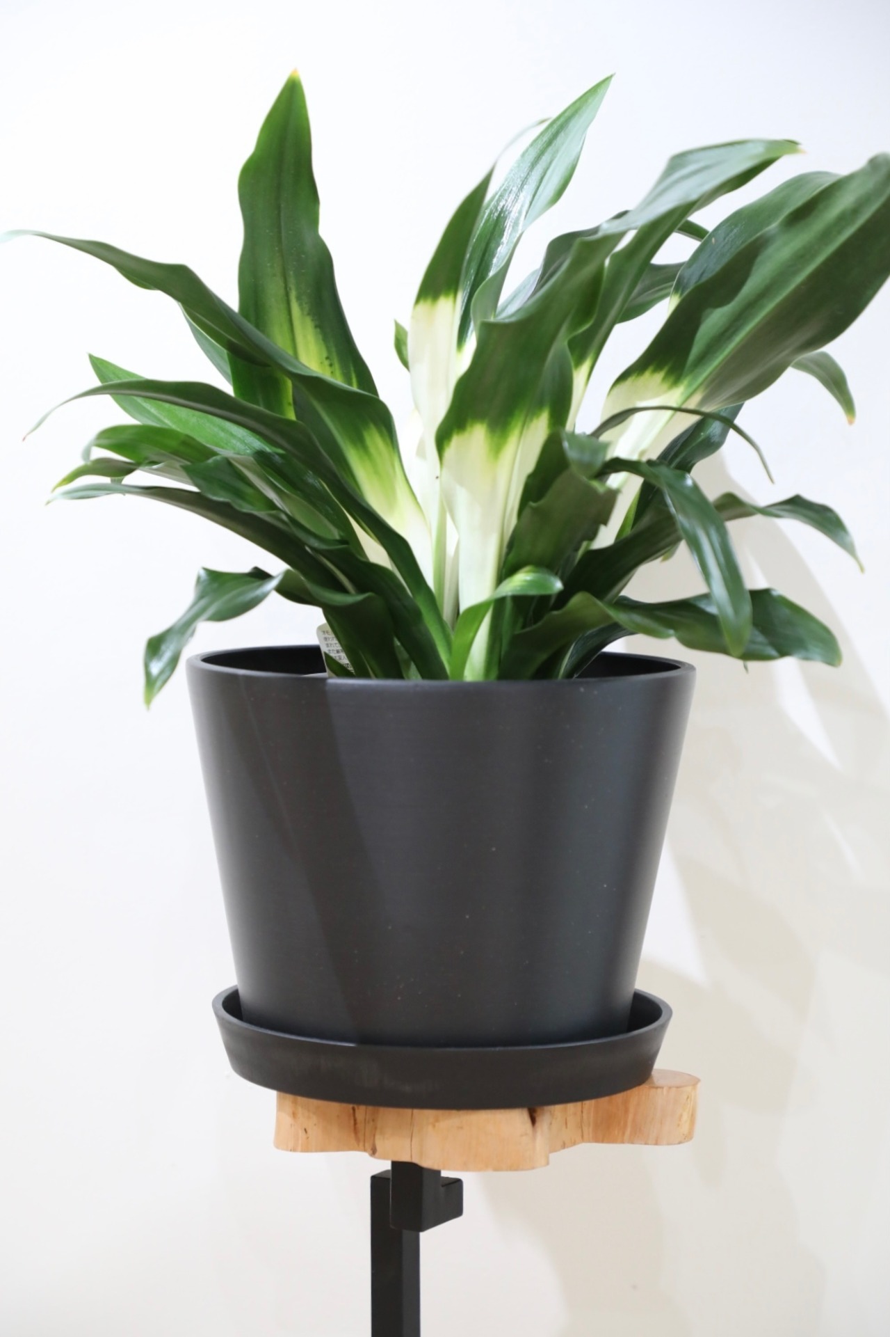 【M】オモト アケボノ/Rohdea japonica Akebono ※エコポット付き