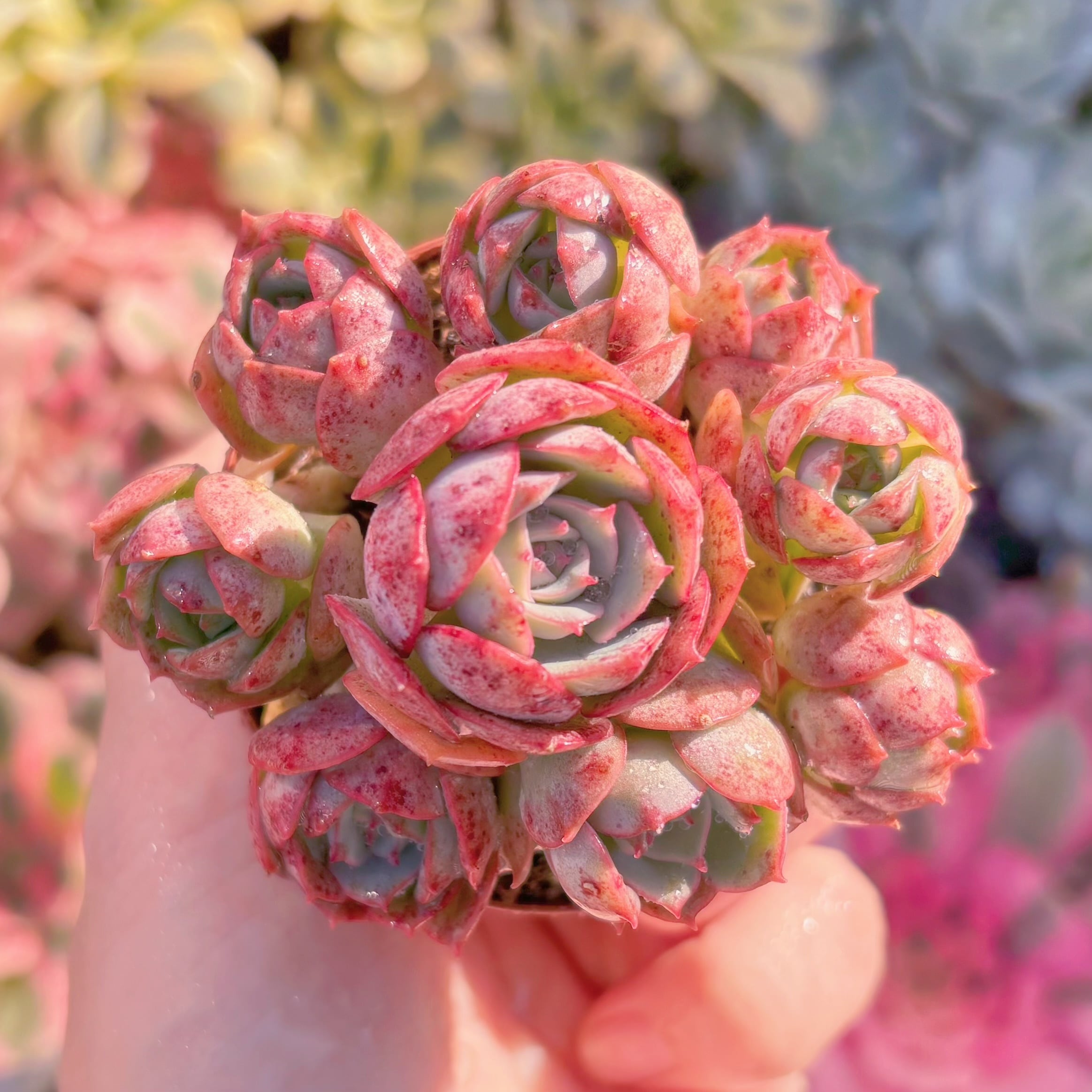 現品　イタリアローズ#A054　るる農園