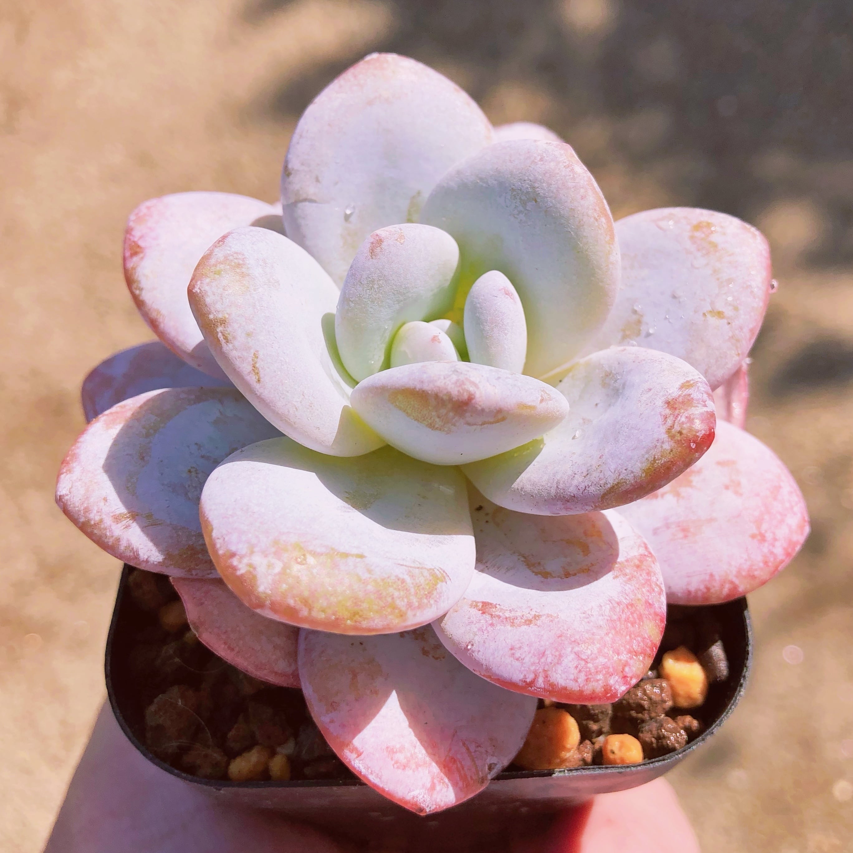 多肉植物　ラウイ