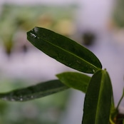 アンスリウム ワロクアーナム / Anthurium Warocqueanum⑩ / 観葉植物<育て方・花言葉>