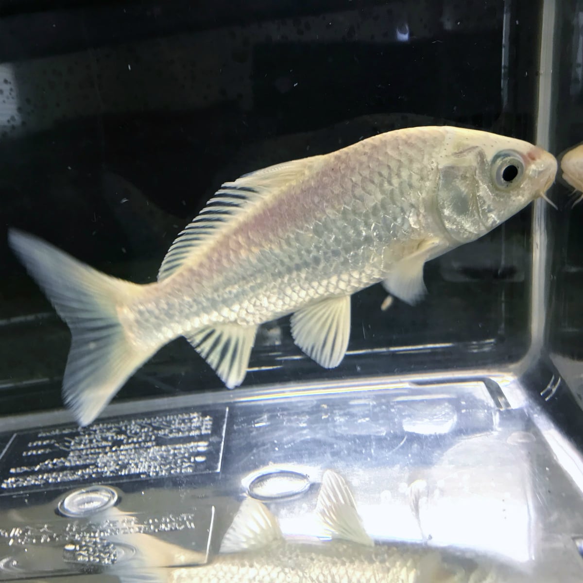 錦鯉）プラチナ（1匹）【生体】 | 川村淡水魚販売（本店） 川魚・錦鯉