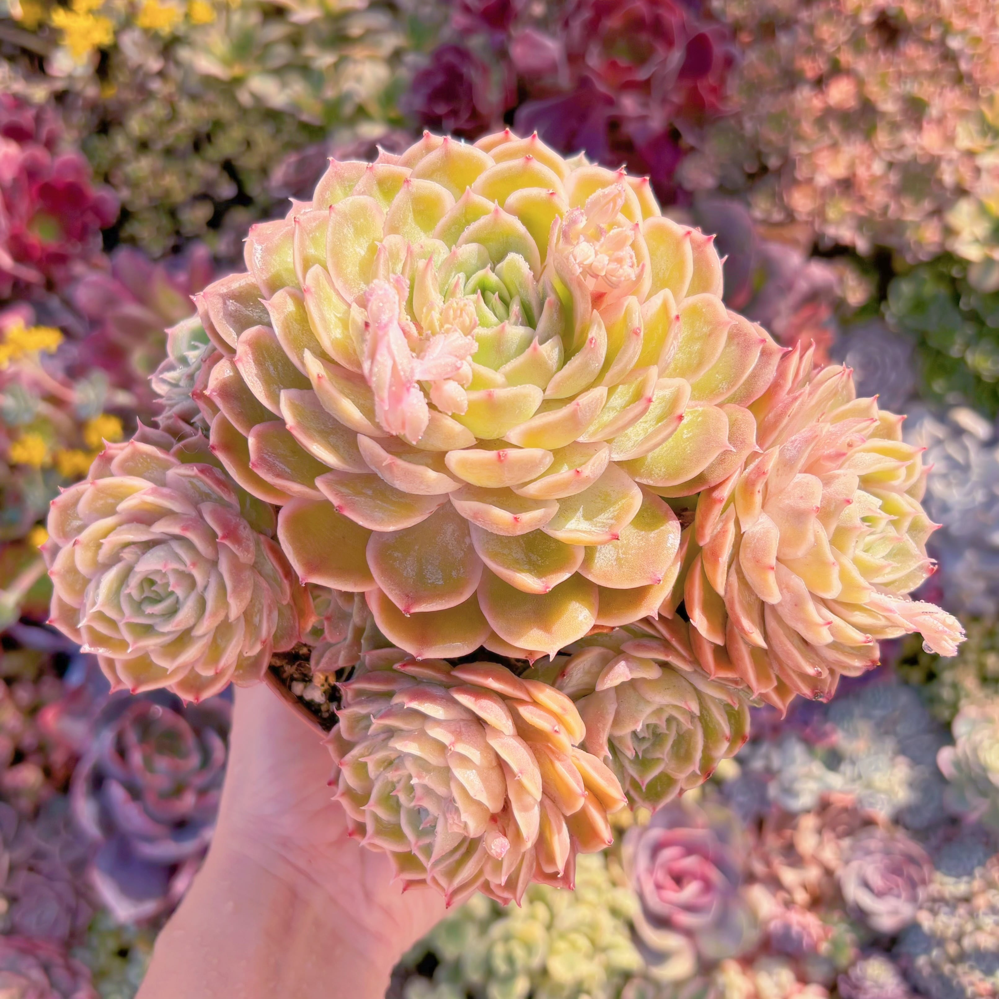 現品　オンスロー#M290　大群生　新入荷　るる農園