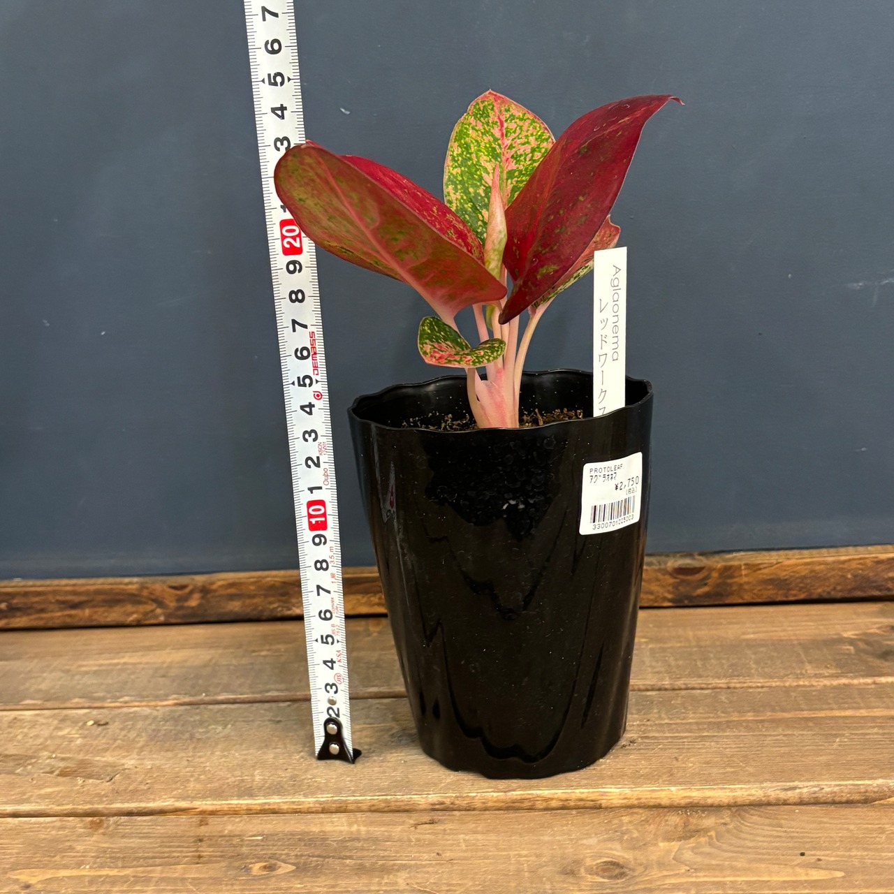 アグラオネマ　レッドワークス【010】