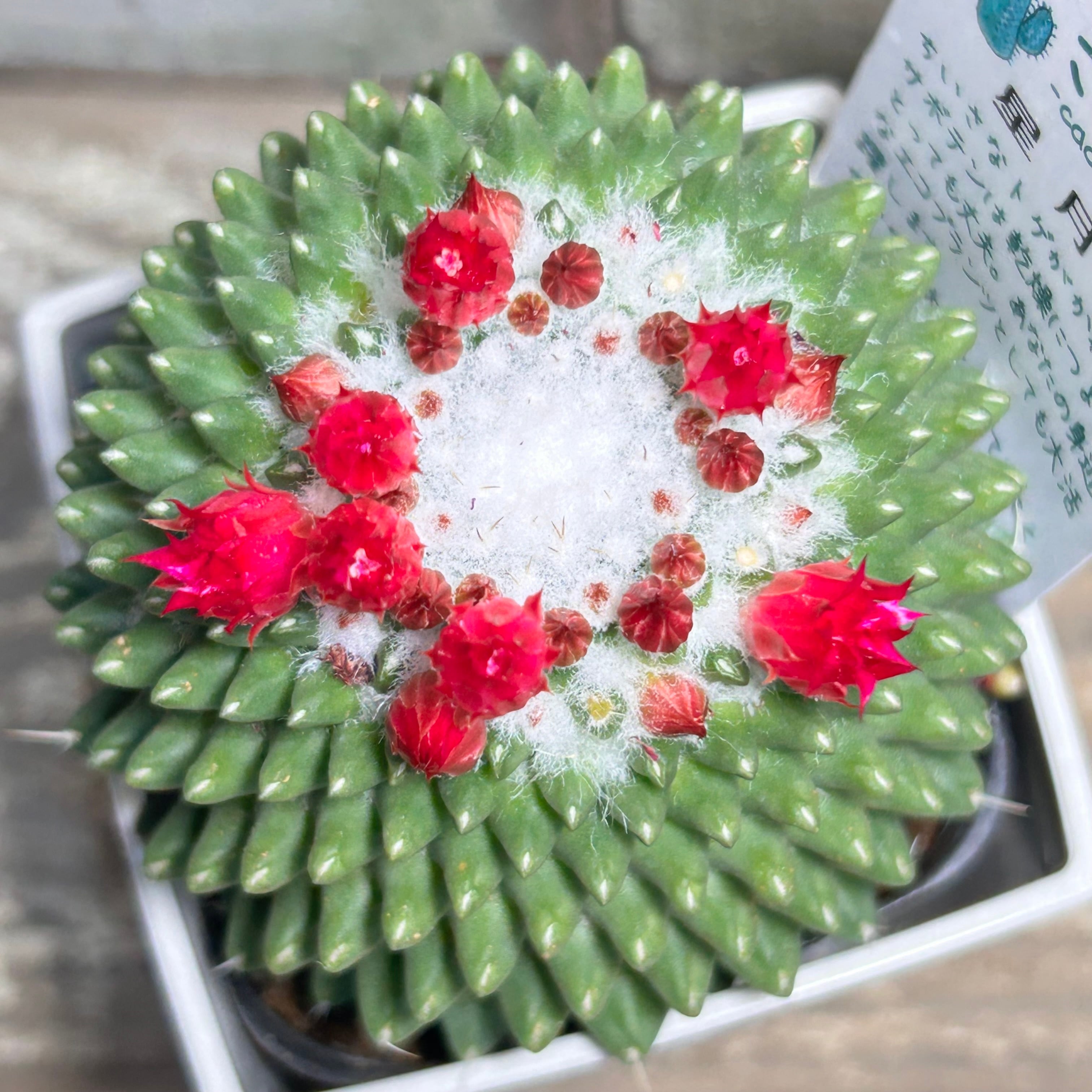 錦 | RuPo 多肉植物専門店