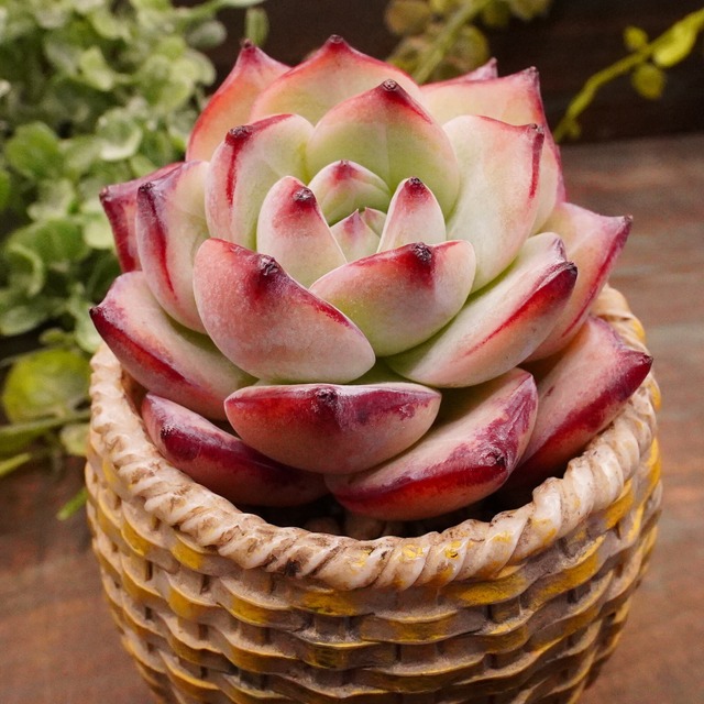 753.多肉植物＊デレンベルギー×サラヒメsp【根付き苗】多肉アンさん苗  