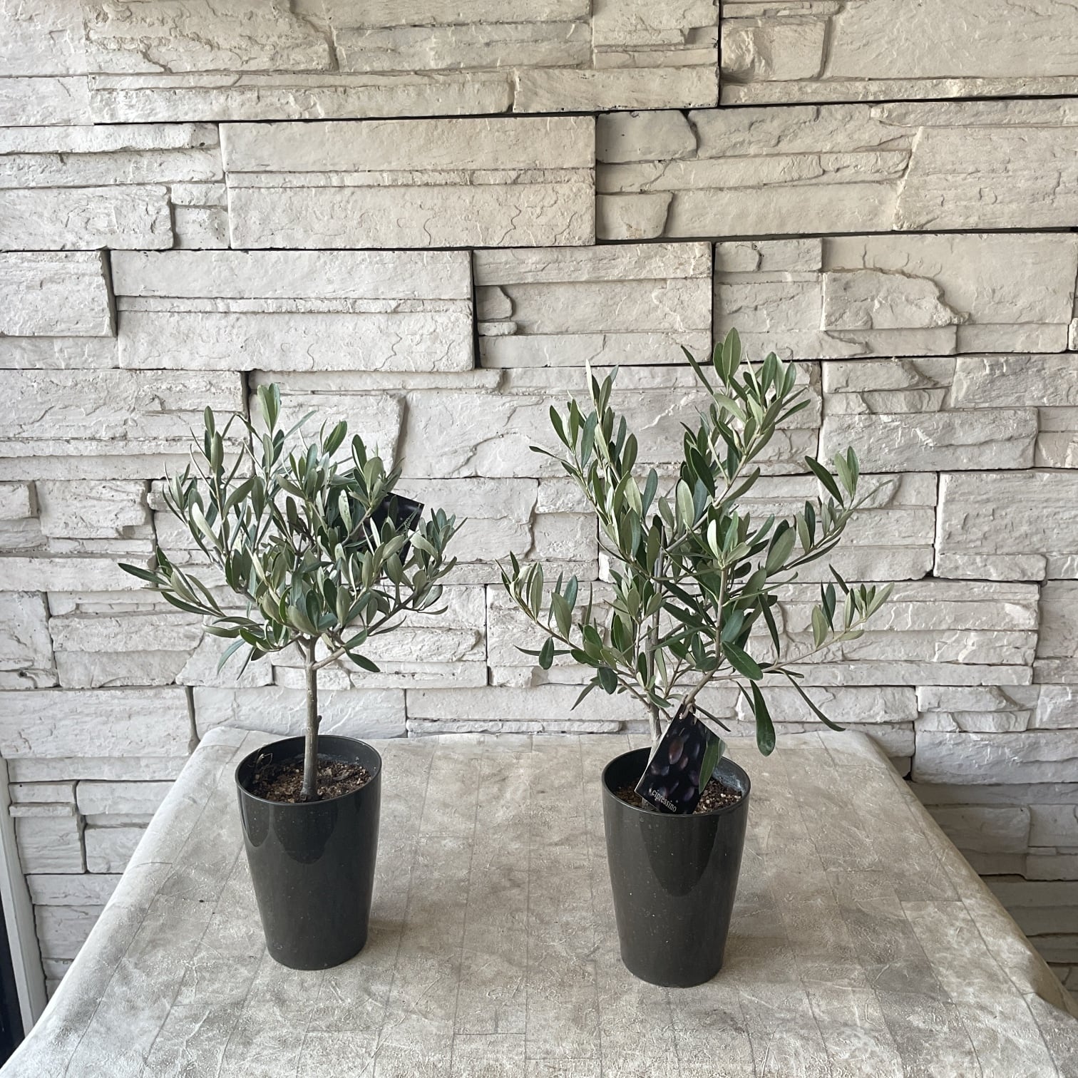 観葉植物】エバーフレッシュの鉢植え | 橋本種苗園