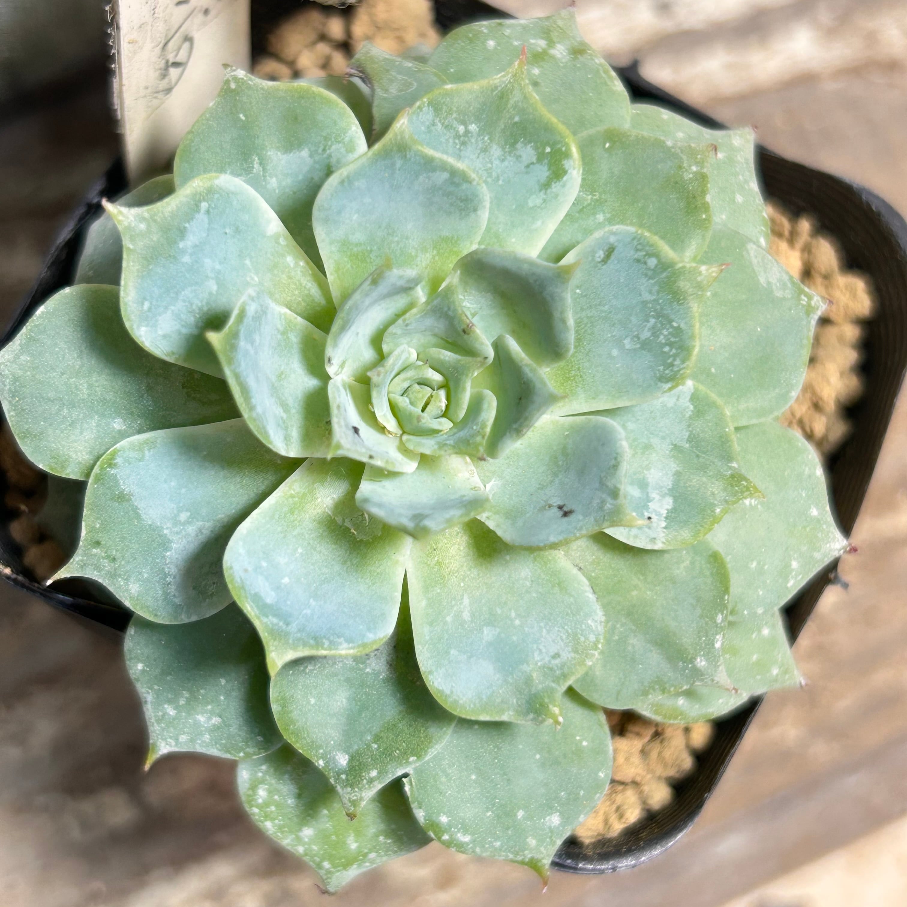 赤富士錦 | RuPo 多肉植物専門店