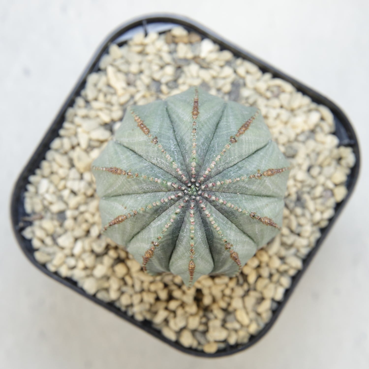 木質化 オベサ / ユーフォルビア | LIGHTHOUSE.PLANTS - 海外実生株の