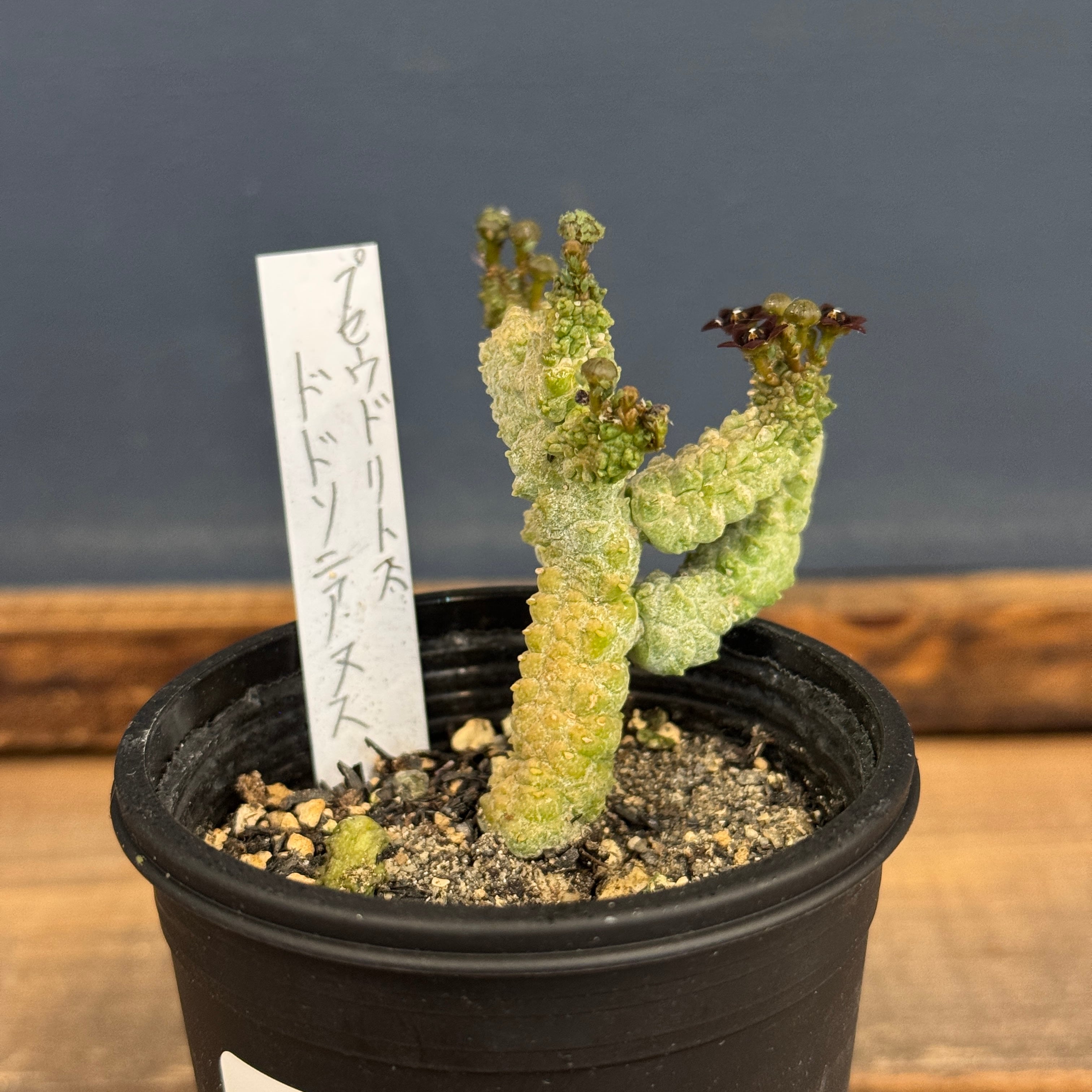 プセウドリトス ドドソニアヌス【707】 | PROTOLEAF プロトリーフ