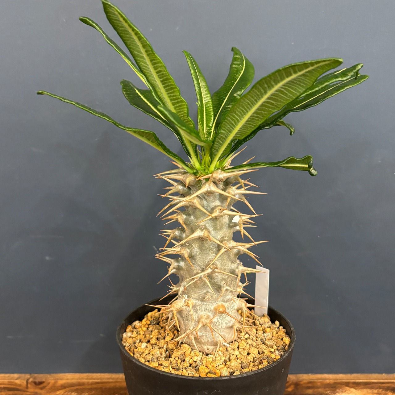 パキポディウム アンボンゲンセ【911】