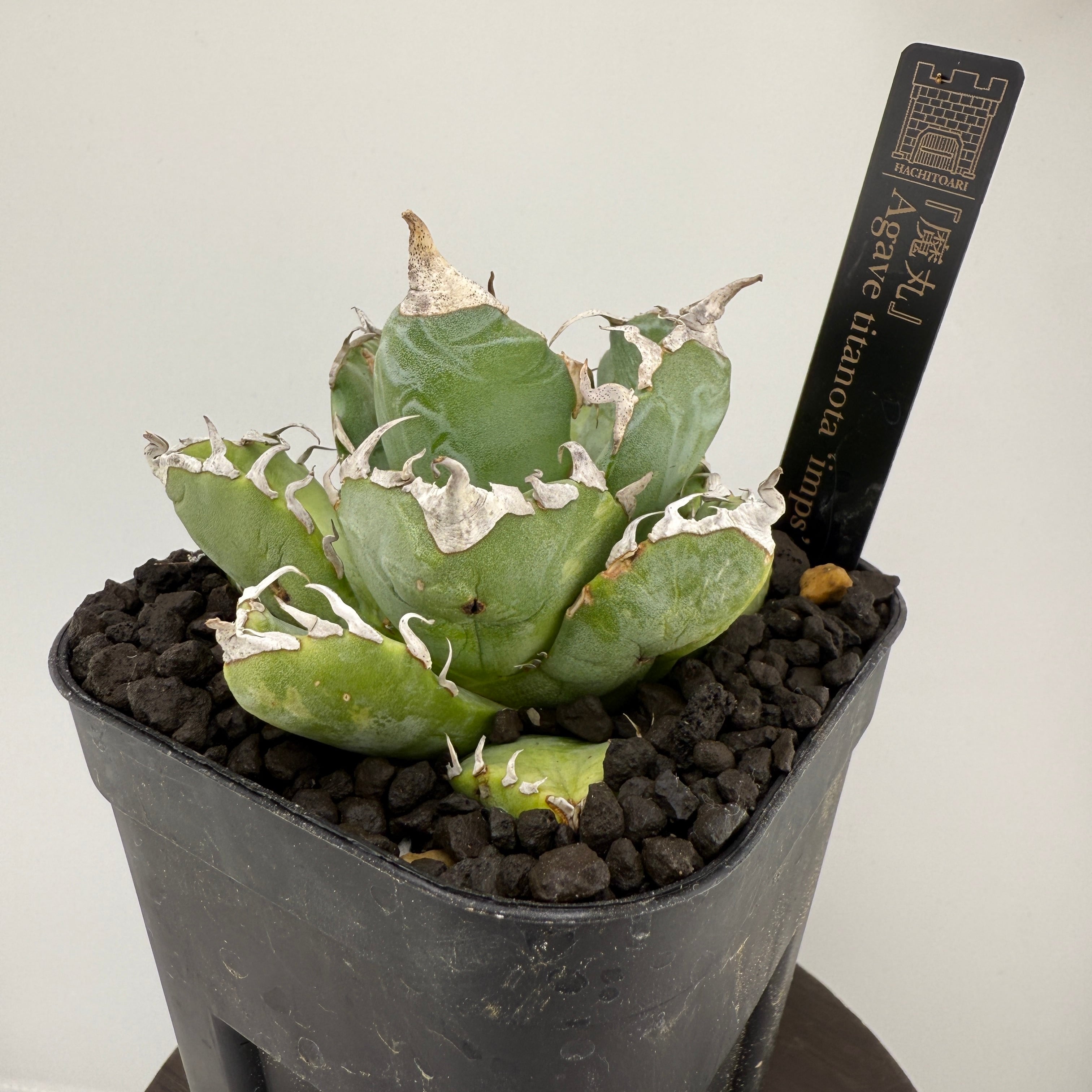 魔丸 | はちとあり