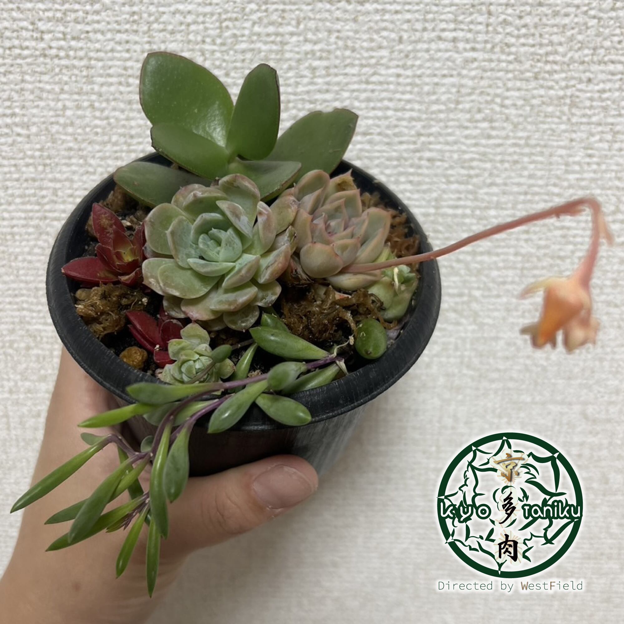 大人気!!】多肉植物 寄せ植えセット ルビーネックレス 花芽付 大人気!!】多肉植物 寄せ植えセット ルビーネックレス 花芽付