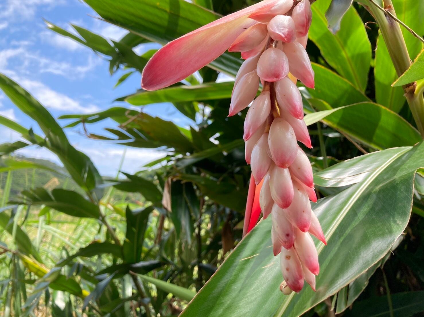 月桃しごと｜かごバック（大） | 久志の手しごと