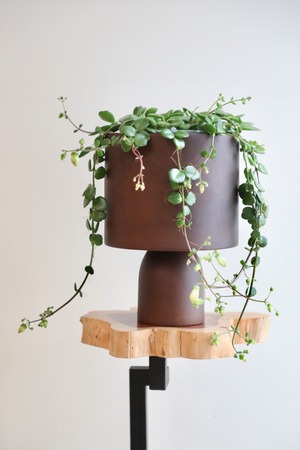 【S】カランコエ フィフィ/Kalanchoe phiphi　※マンゴーウッドカバー付き