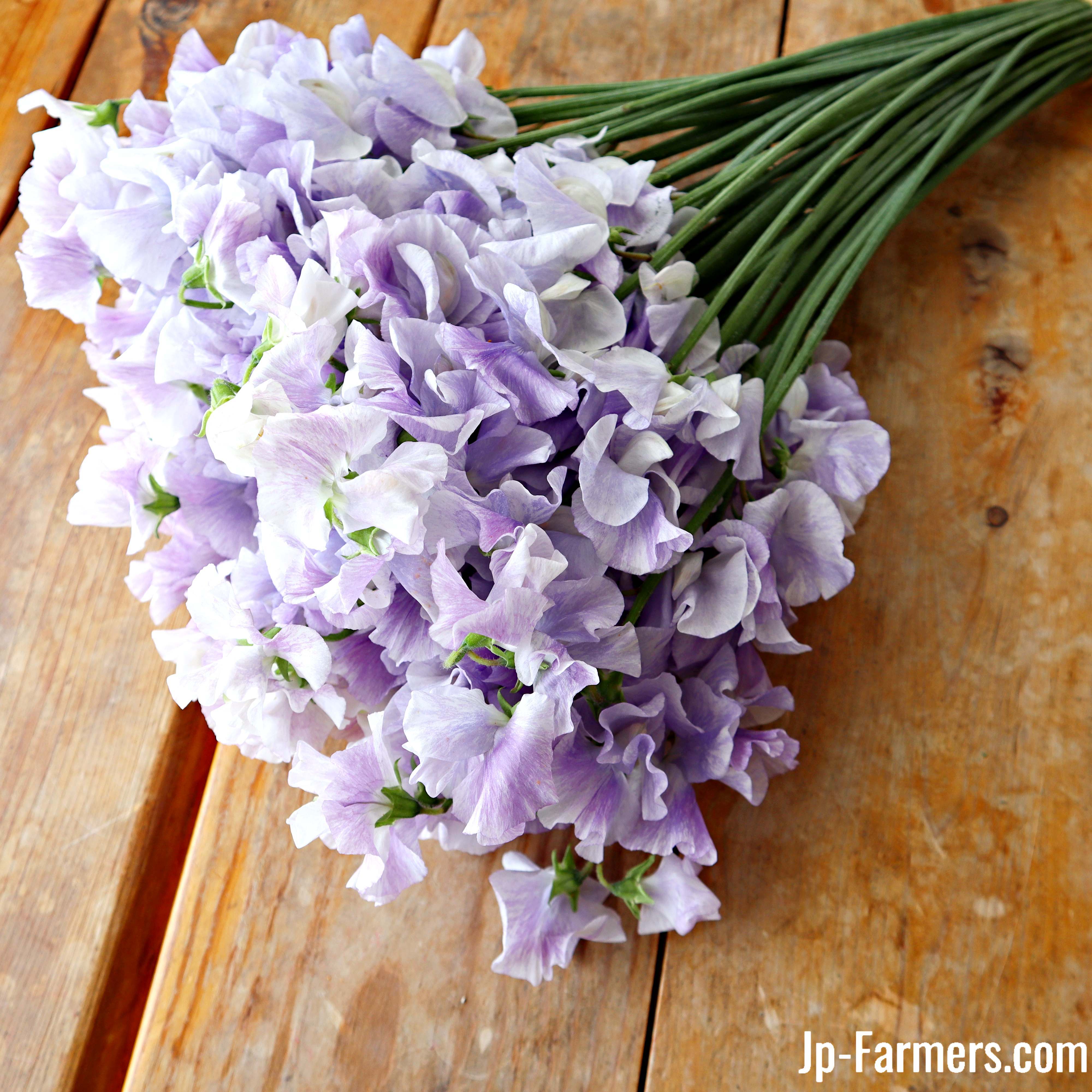 スイートピー 宮崎県オリジナル品種 藤かすみ 50本 | 新鮮お花問屋 Jp