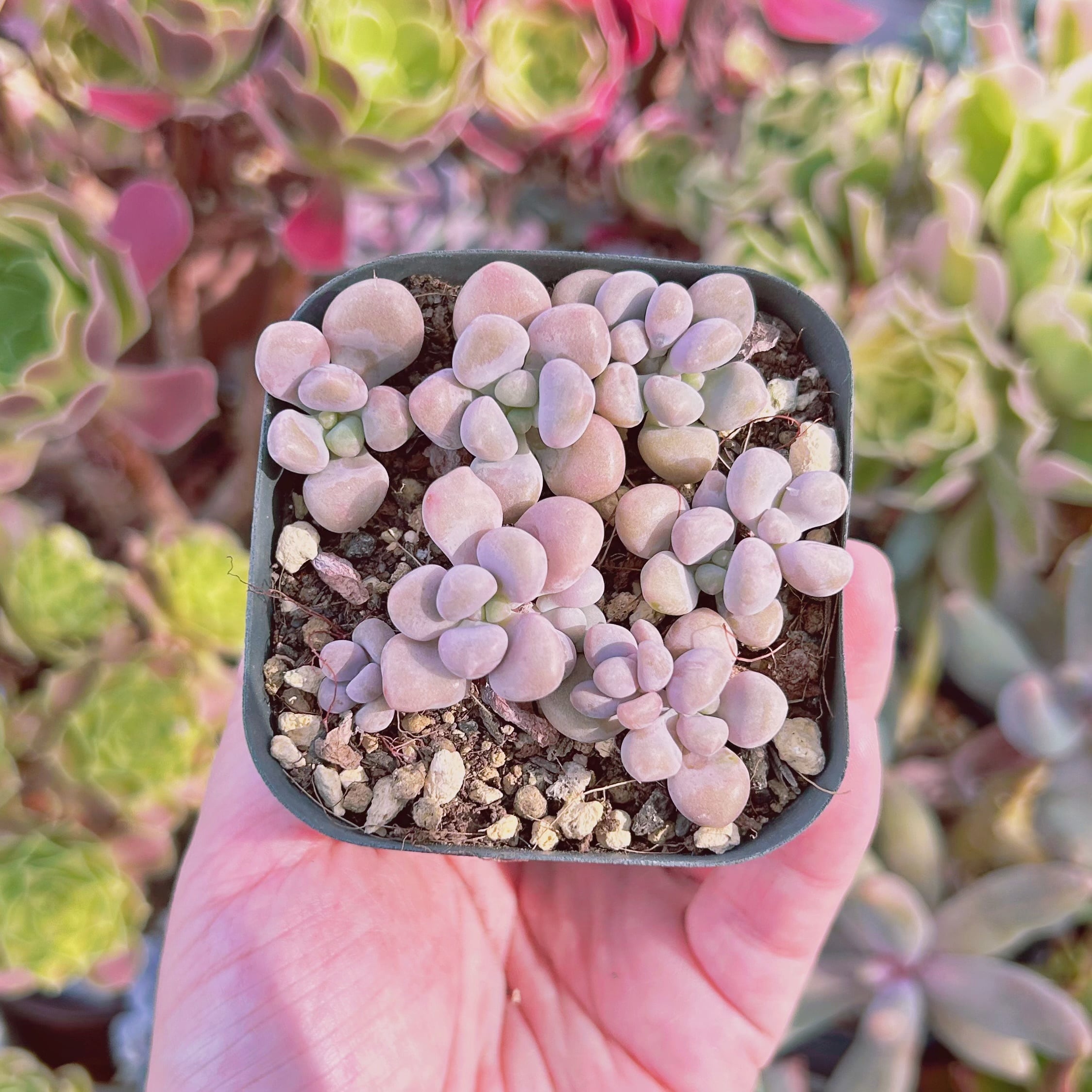 多肉植物 抜き苗