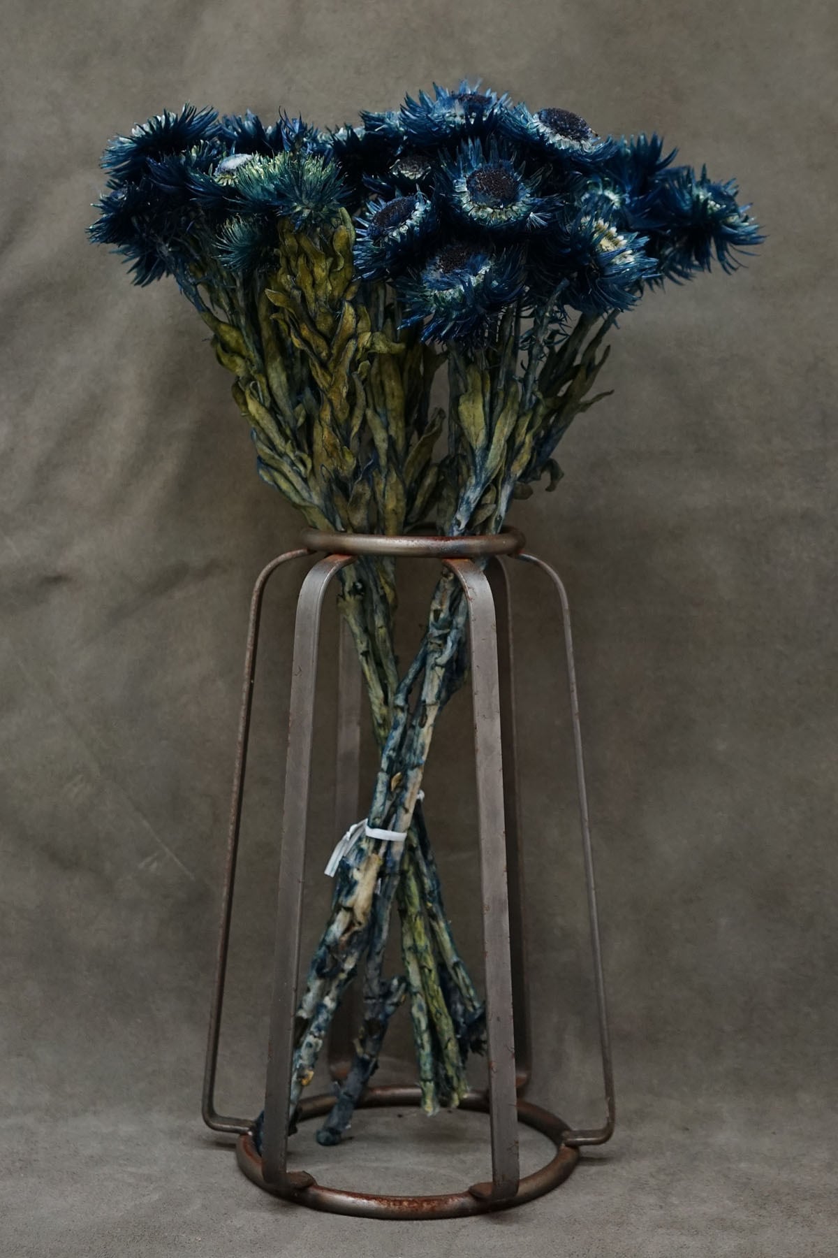ドライフラワー〈DRIED FLOWERS LAB〉ブラッチーシトン | The Landscapers