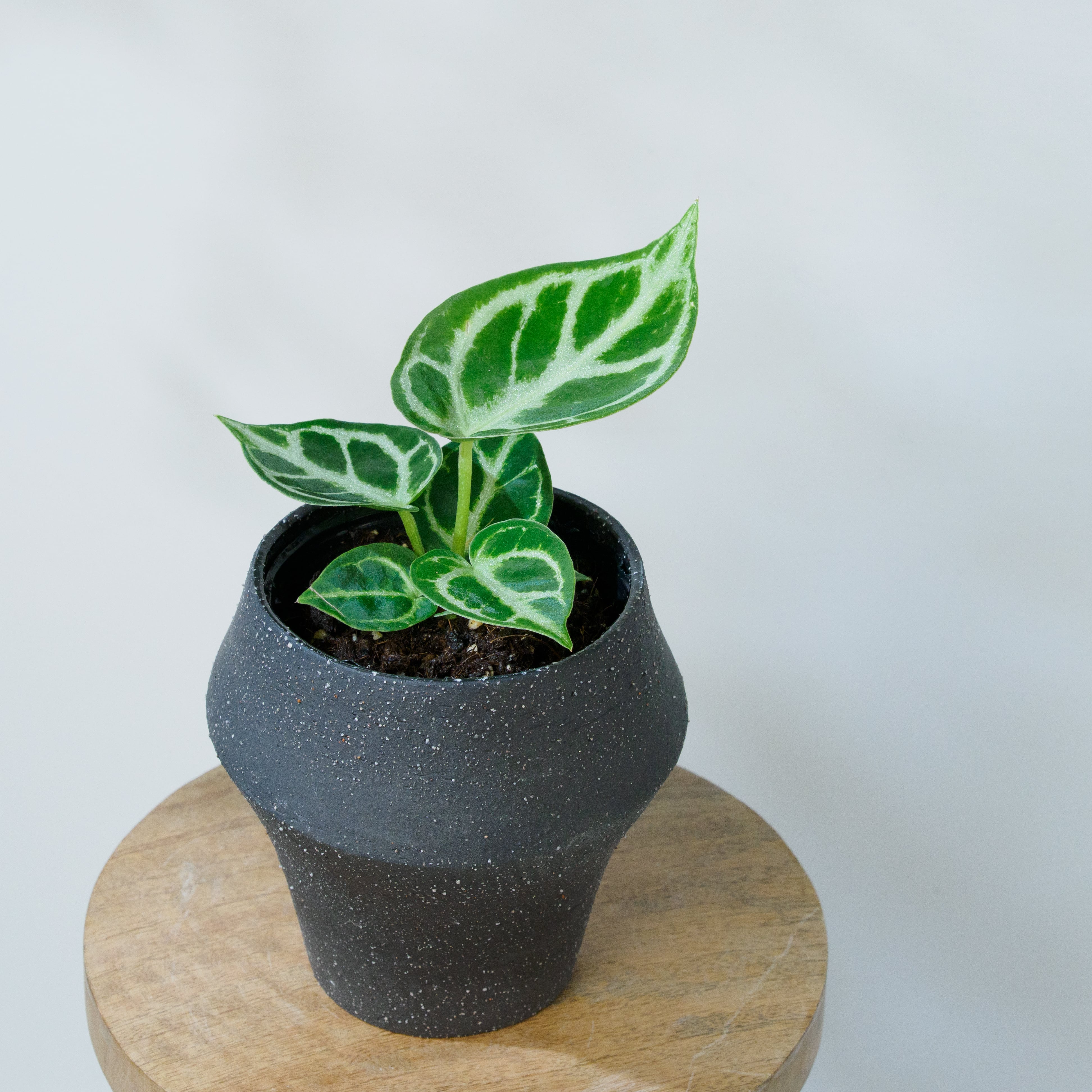 アンスリウム クリスタリナム 'ドラヤキ' 3号ポット 【No.0067～0070