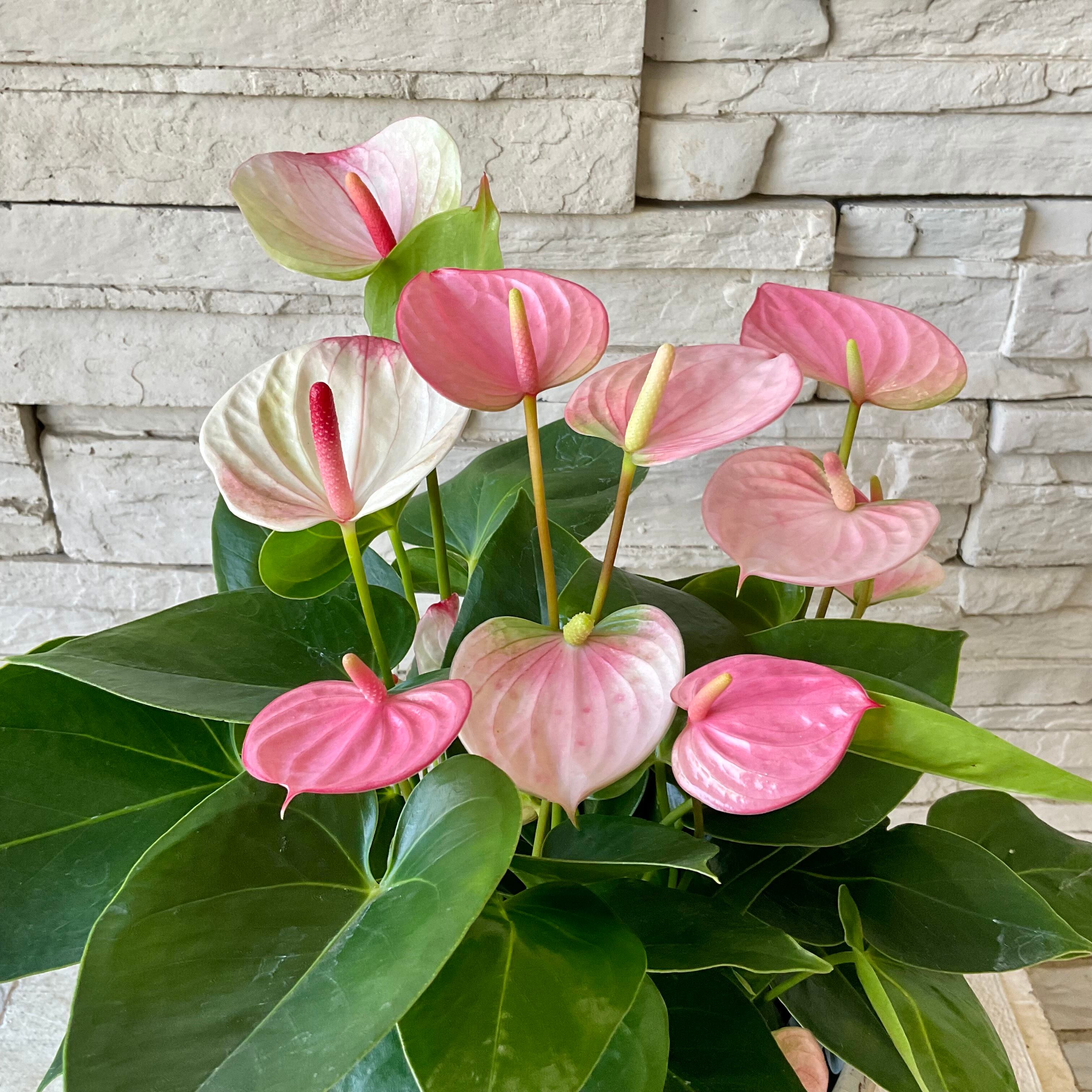 507円 最安 観葉植物 アンスリウム ミスティーク4号ポット