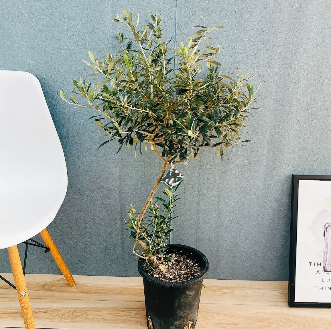 現品］【希少】キンカン ソテツ 斑入り 10号 金環 蘇轍 観葉植物 レア