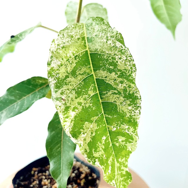 フィカス ビレンススノーストーム 観葉植物 calm cafe