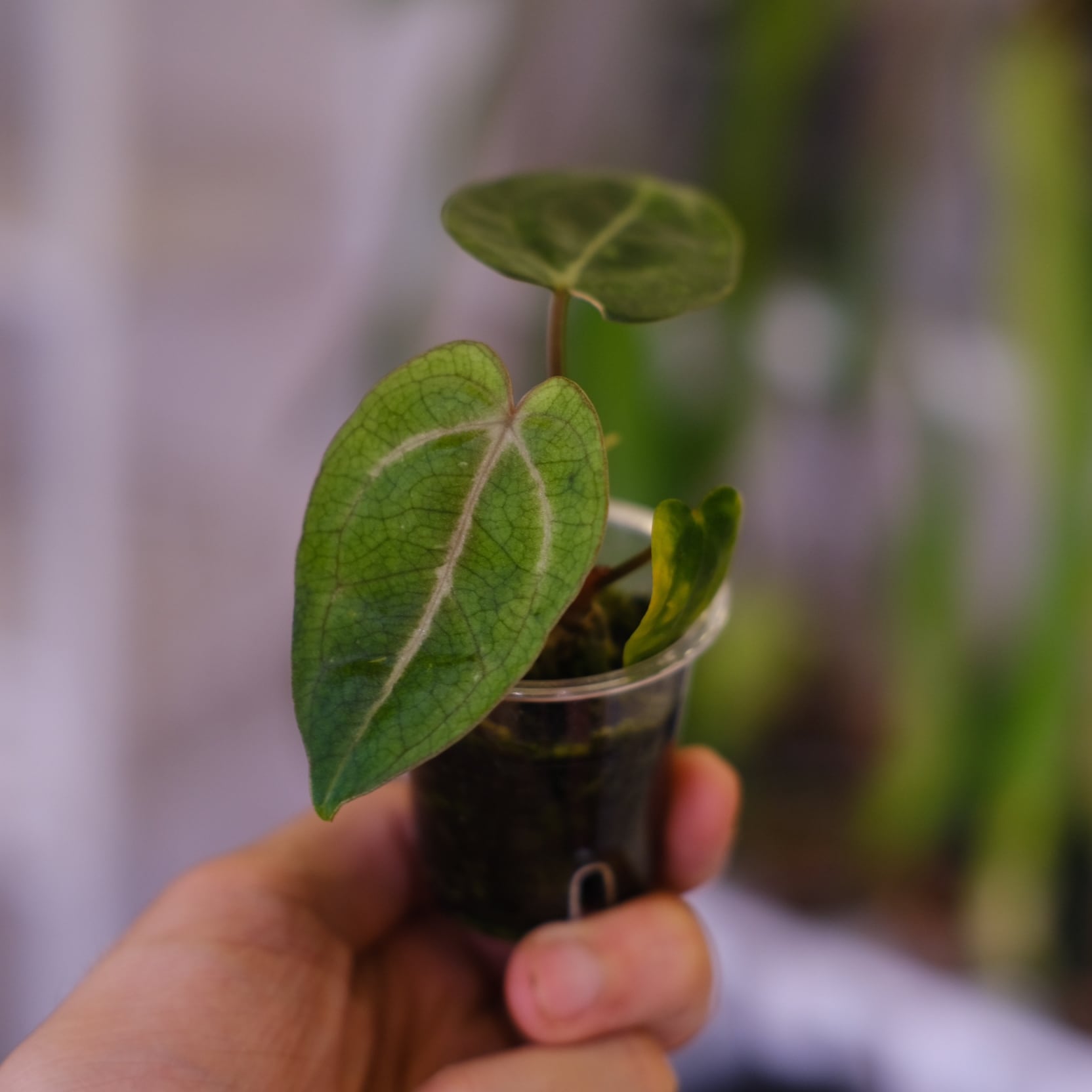 Anthurium Carlablackiae│アンスリウム カーラブラッキー│観葉植物