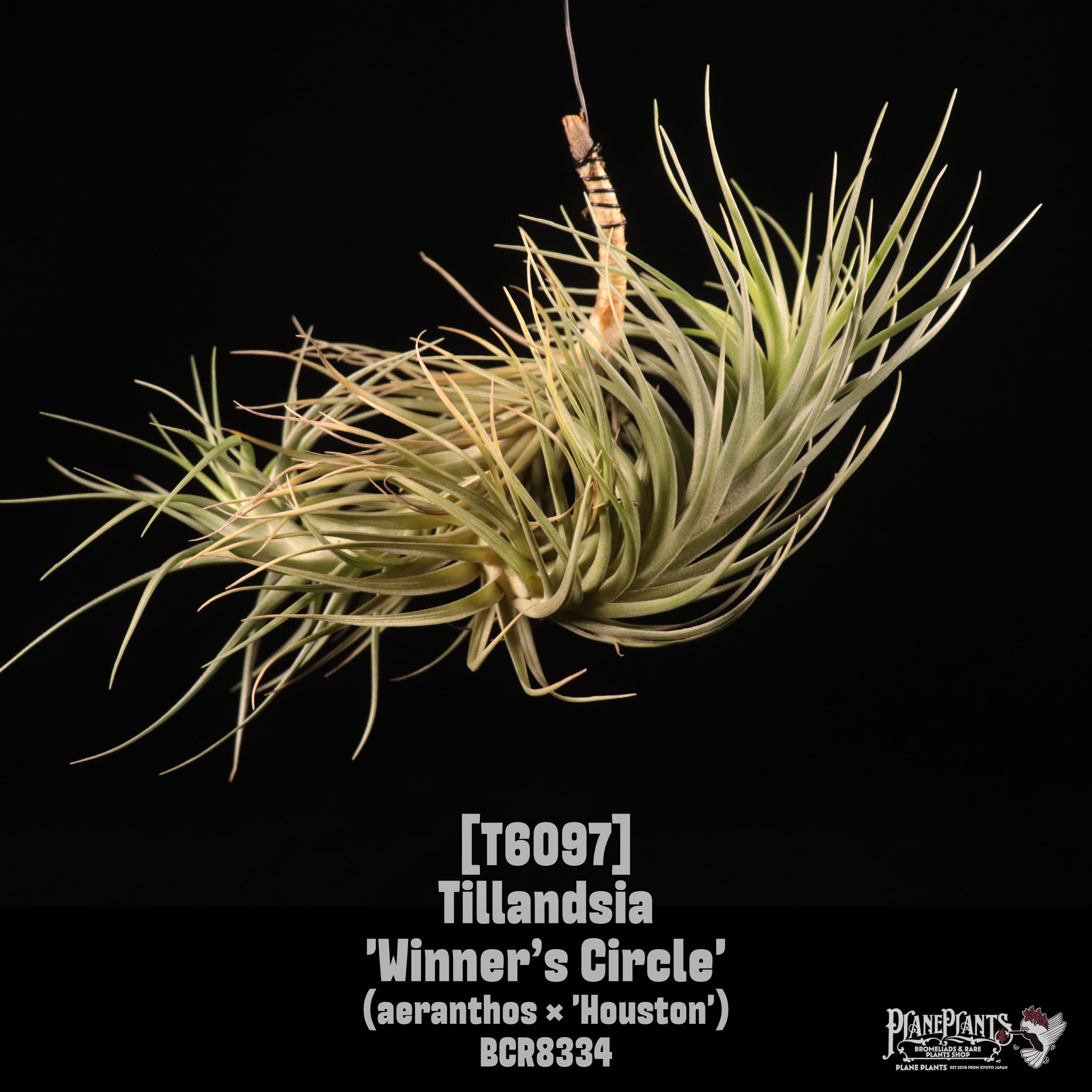 Tillandsia 'Winner’s Circle'〔ティランジア〕T6097