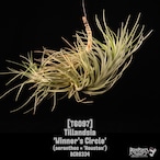 Tillandsia 'Winner’s Circle'〔ティランジア〕T6097