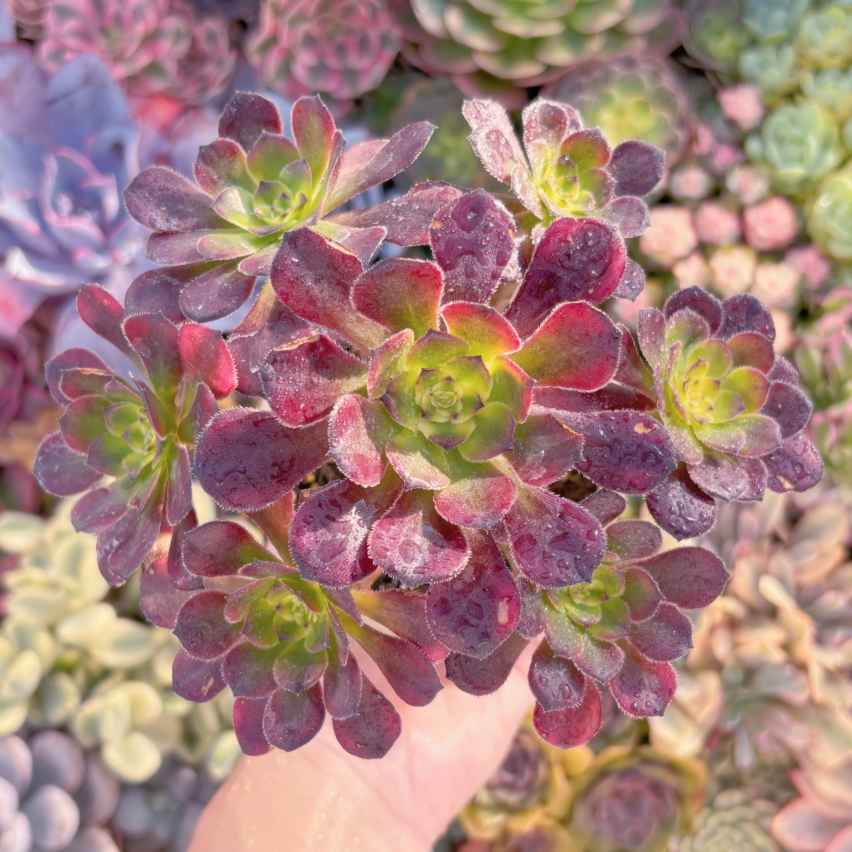 現品　ブラックチェリー#C16　群生　るる農園