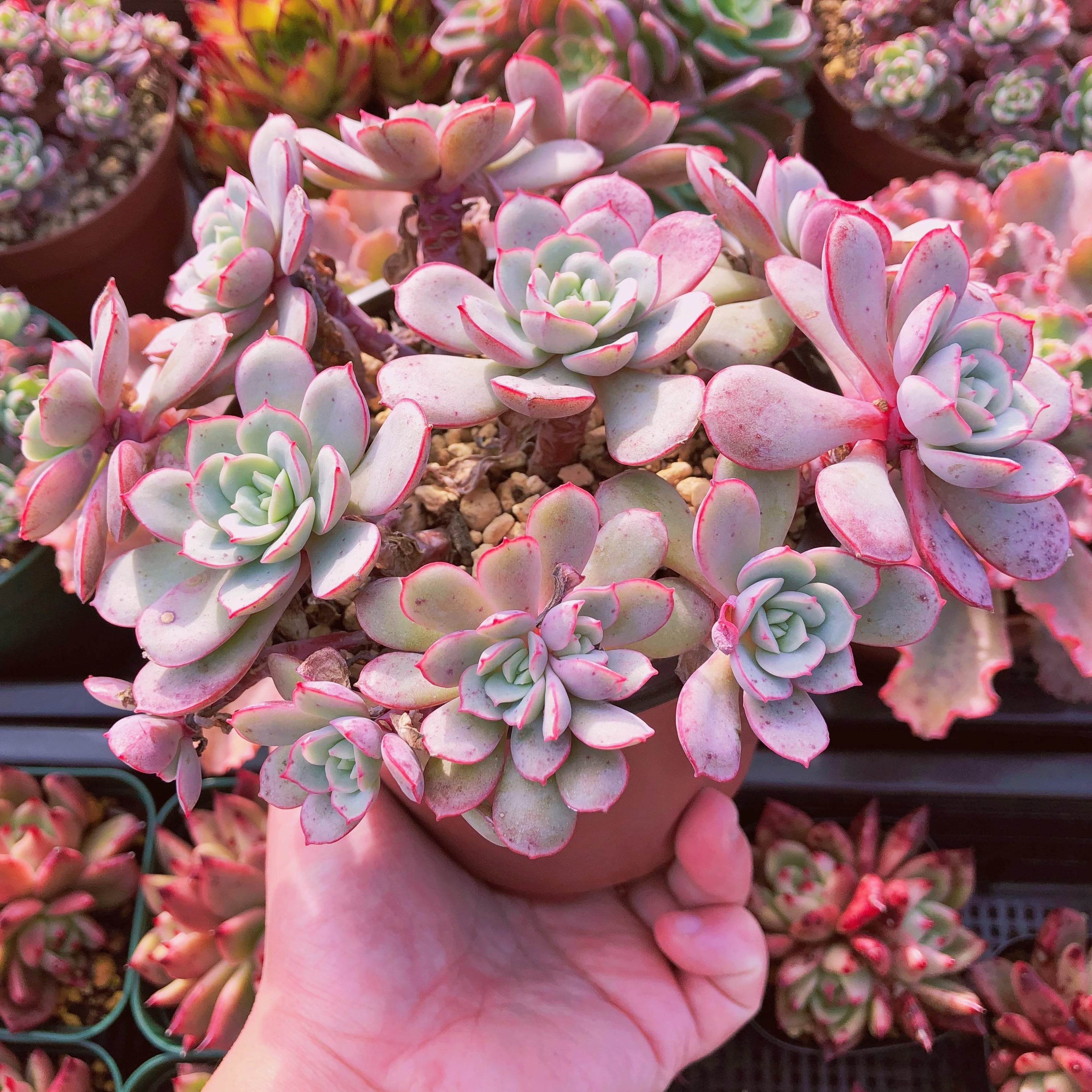 多肉植物 ラウ026 特大群生 抜き苗 | るる農園~多肉植物専門