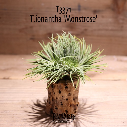 【送料無料】ionantha 'Monstrose'〔エアプランツ〕現品発送T3371