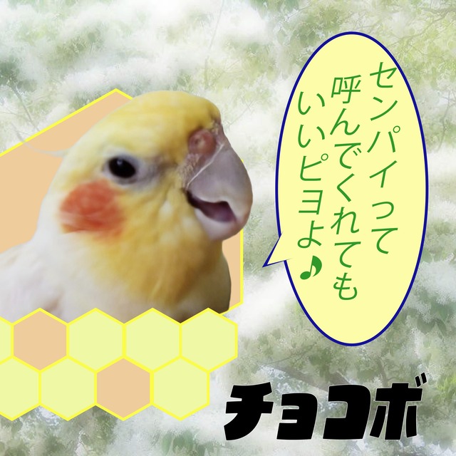 定期便切り替え・ご継続　（１カ月）プロポリス×1・ローヤルゼリー×１