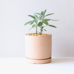 【グリーン】セージ