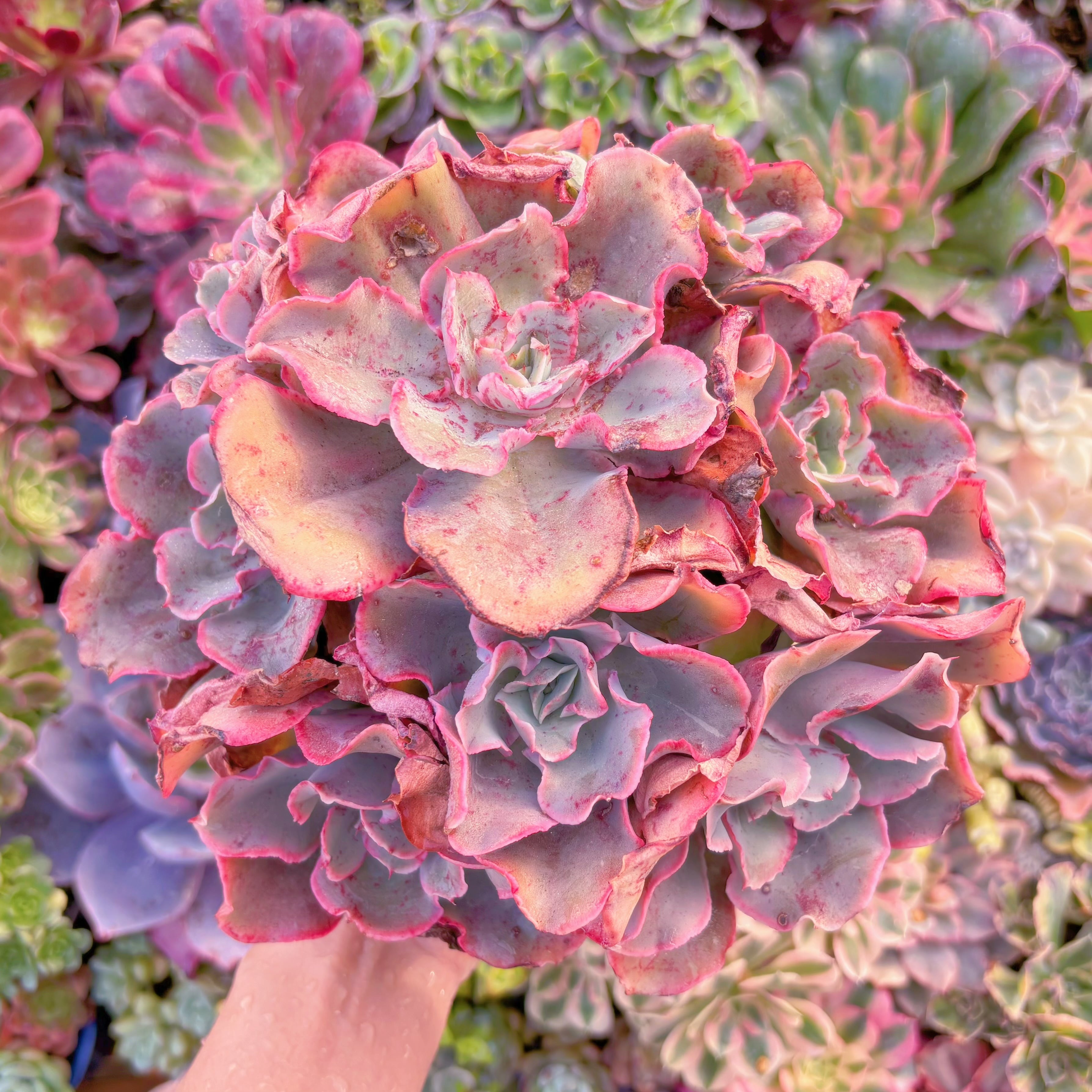 現品　新品種　フィンク#F245　特大群生　新入荷　るる農園