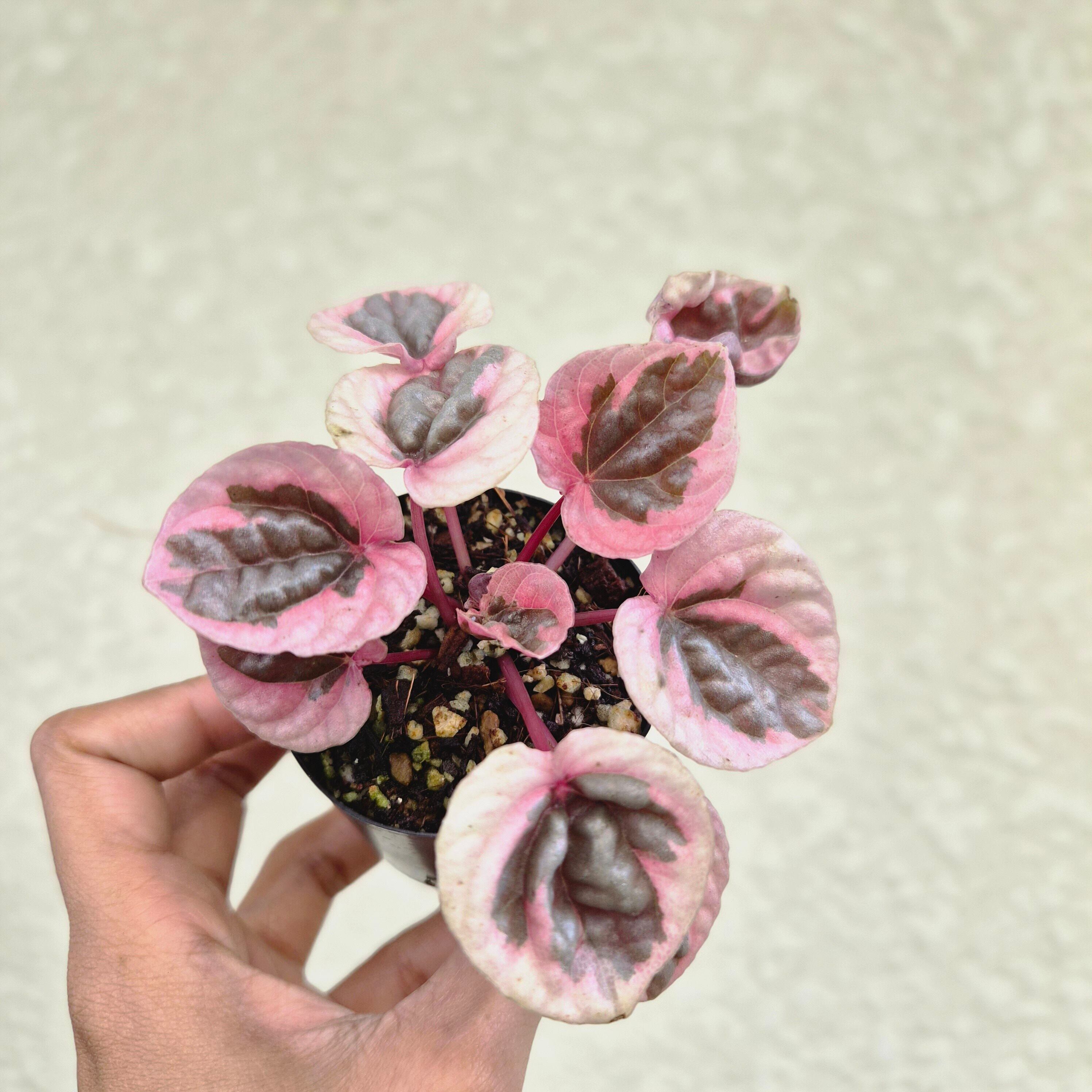 《Peperomia Strawberry Quartz》ペペロミア・ストロベリークォーツ 観葉植物 /ポット発送