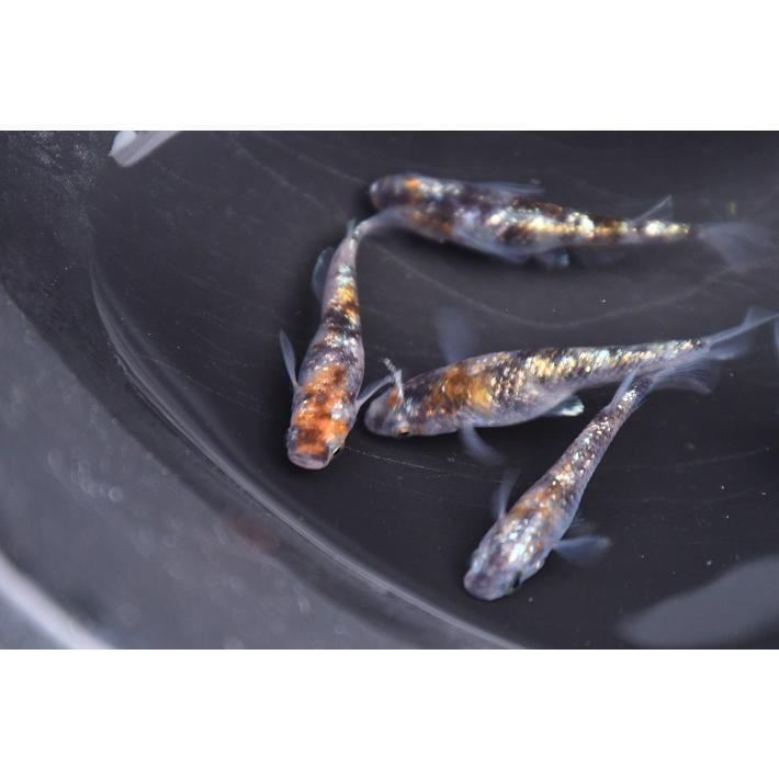 極上品、厳選　紅花魁　稚魚五匹！ 紅花魁 稚魚 改良メダカ メダカ 紅花魁 稚魚 10匹 メダカ水槽 メダカ